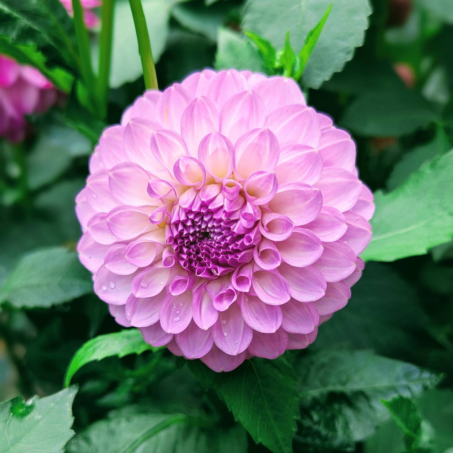 20th Ave Pure Prince