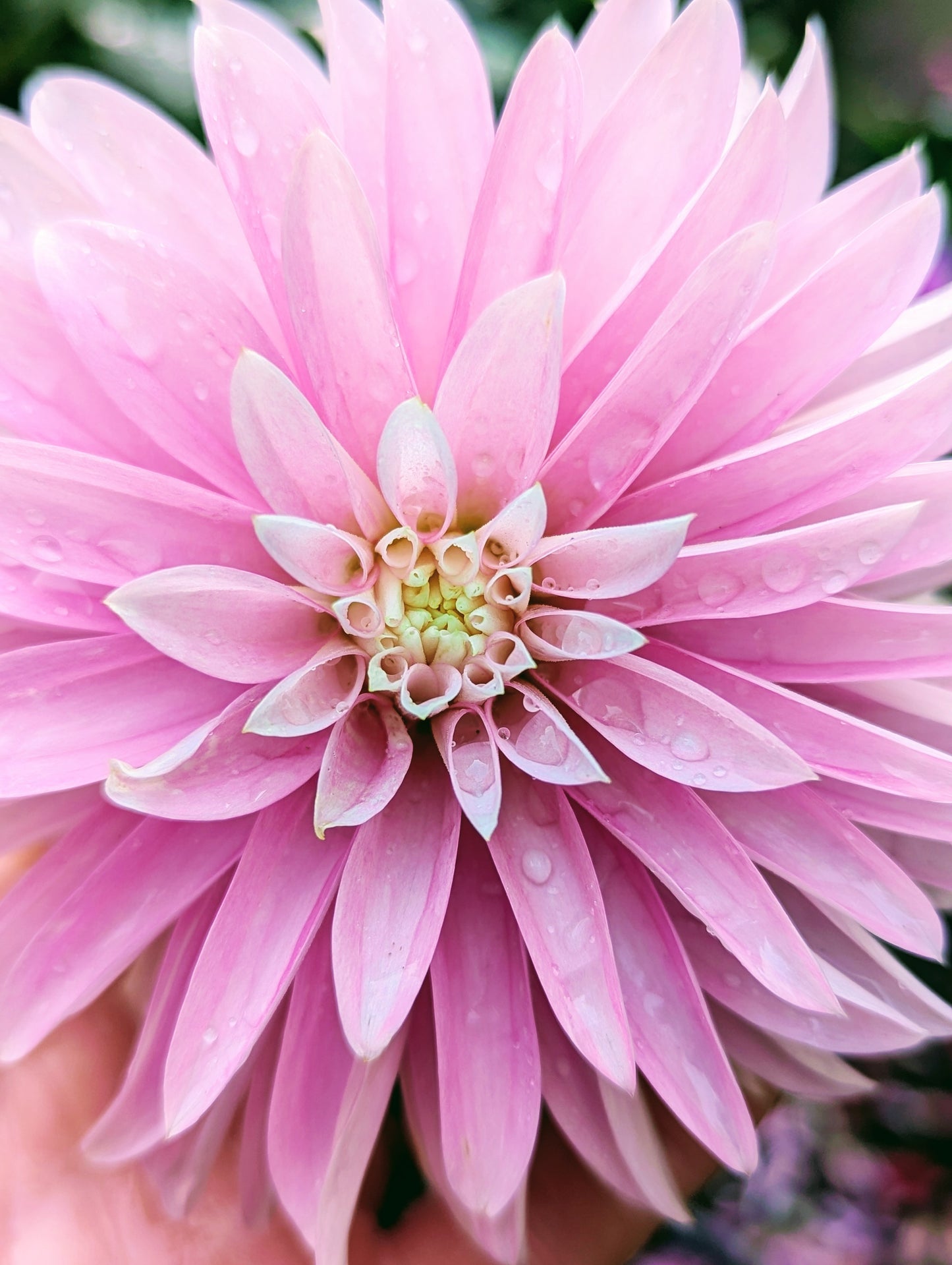 Alloway Candy (1970)