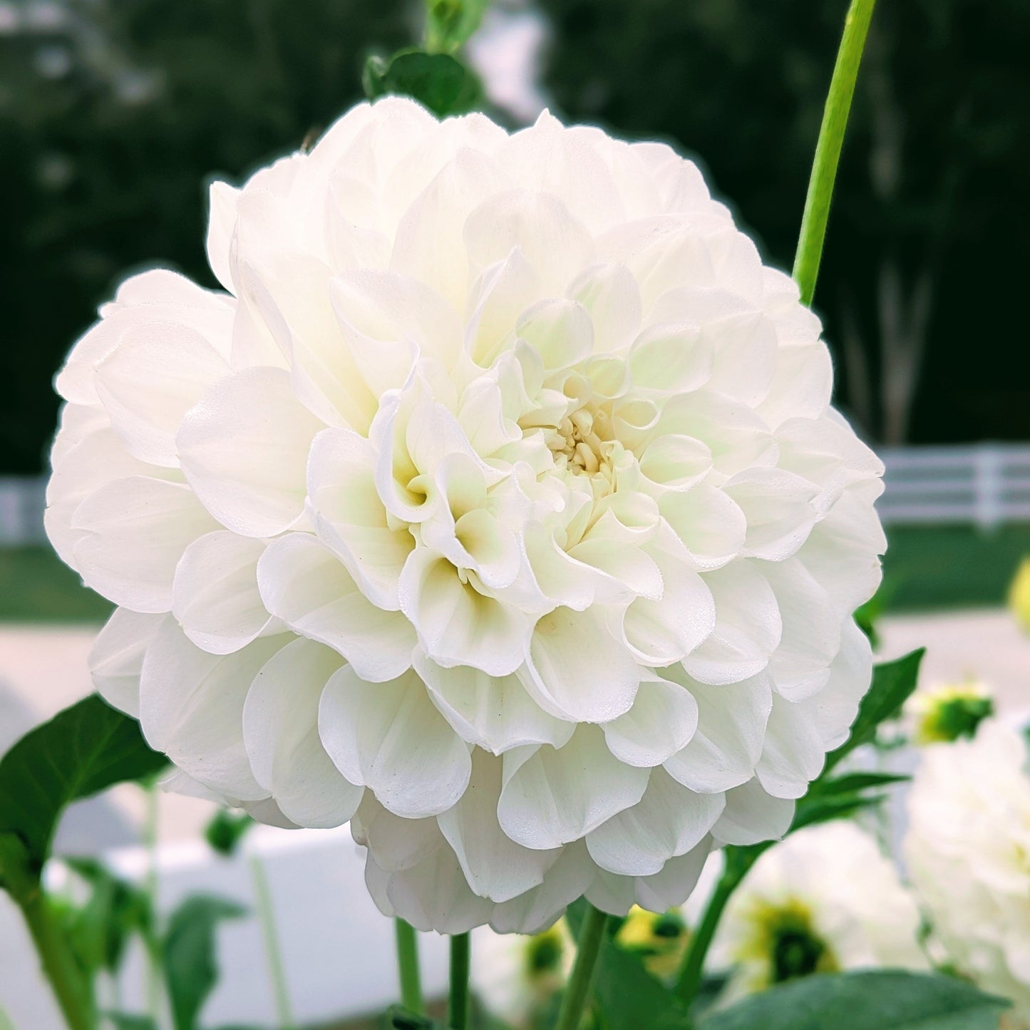 Brookside Snowball (1976)