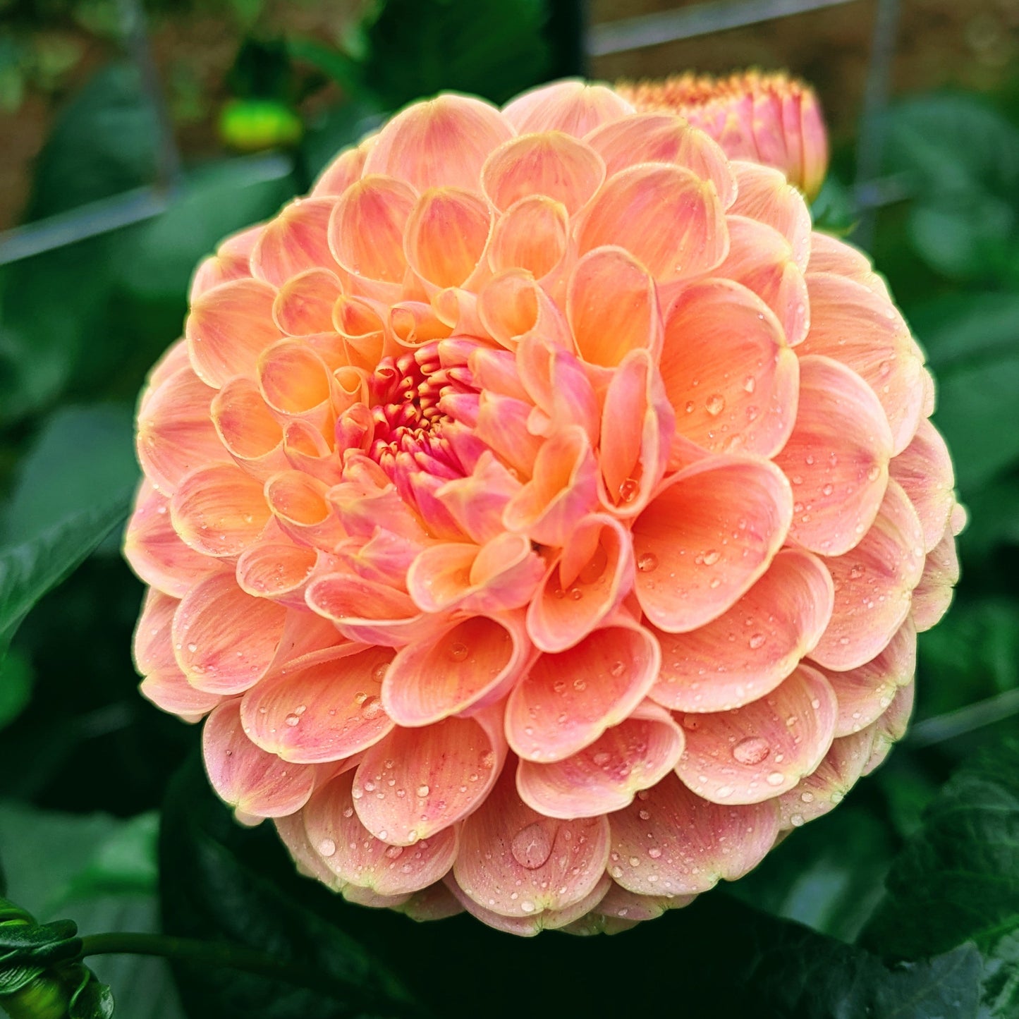 Crichten Honey (1976)