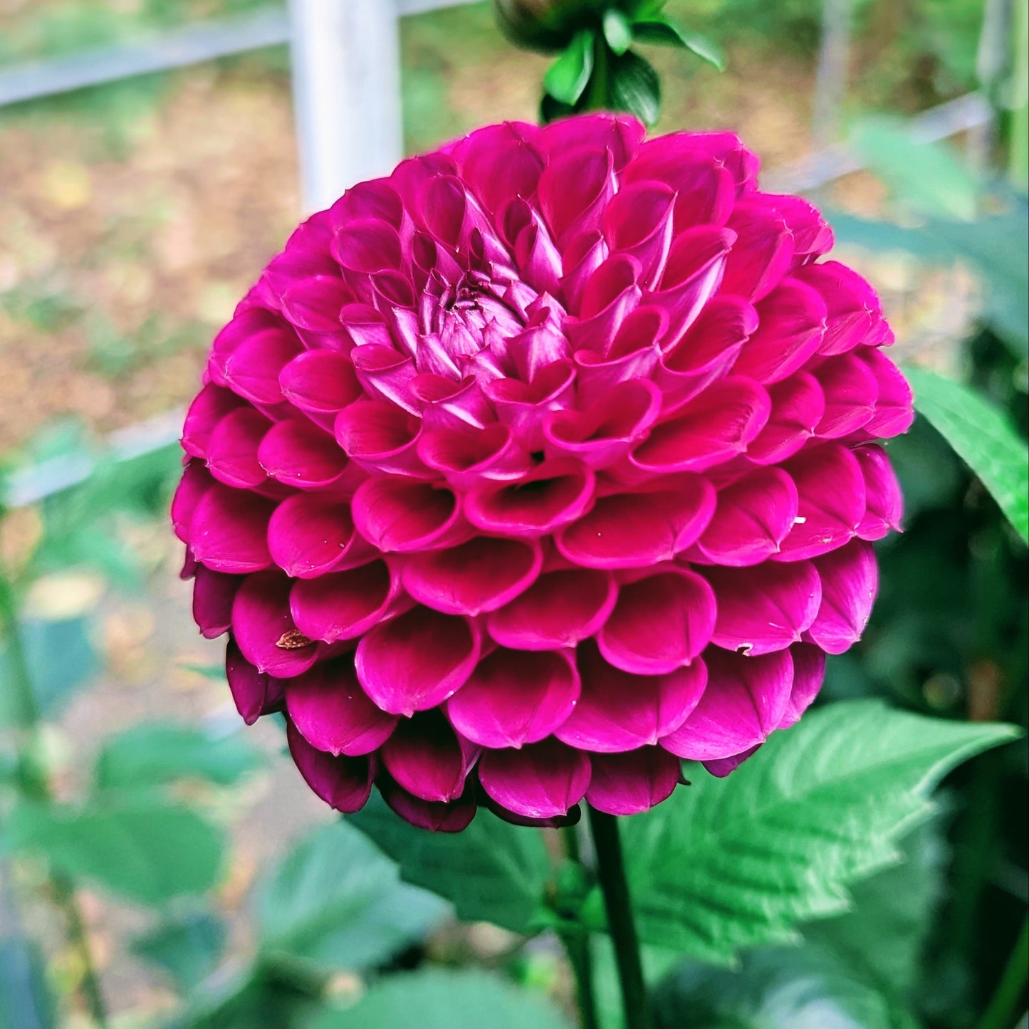 Downham Royal (1972)