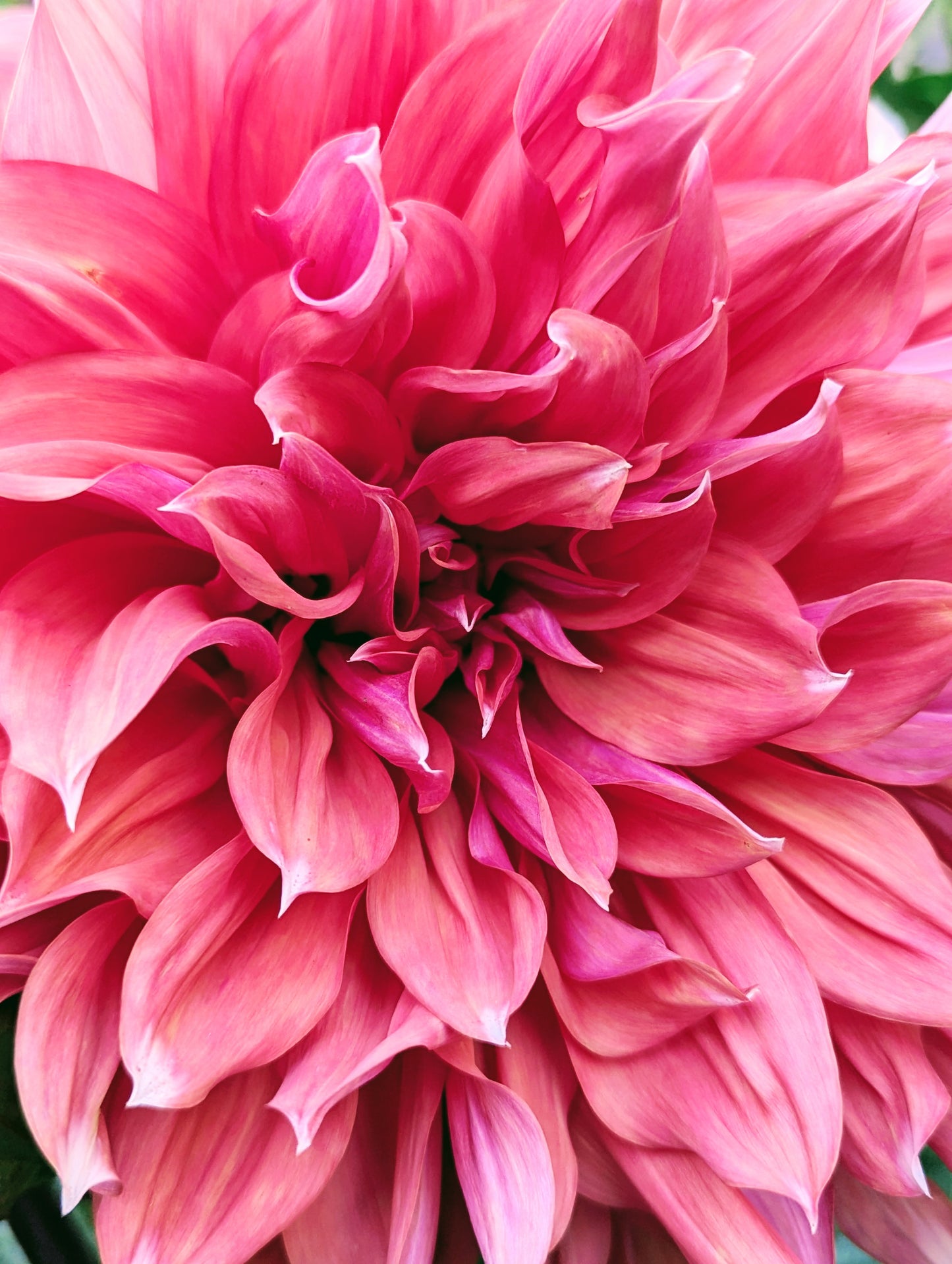 Holland Festival (1960)