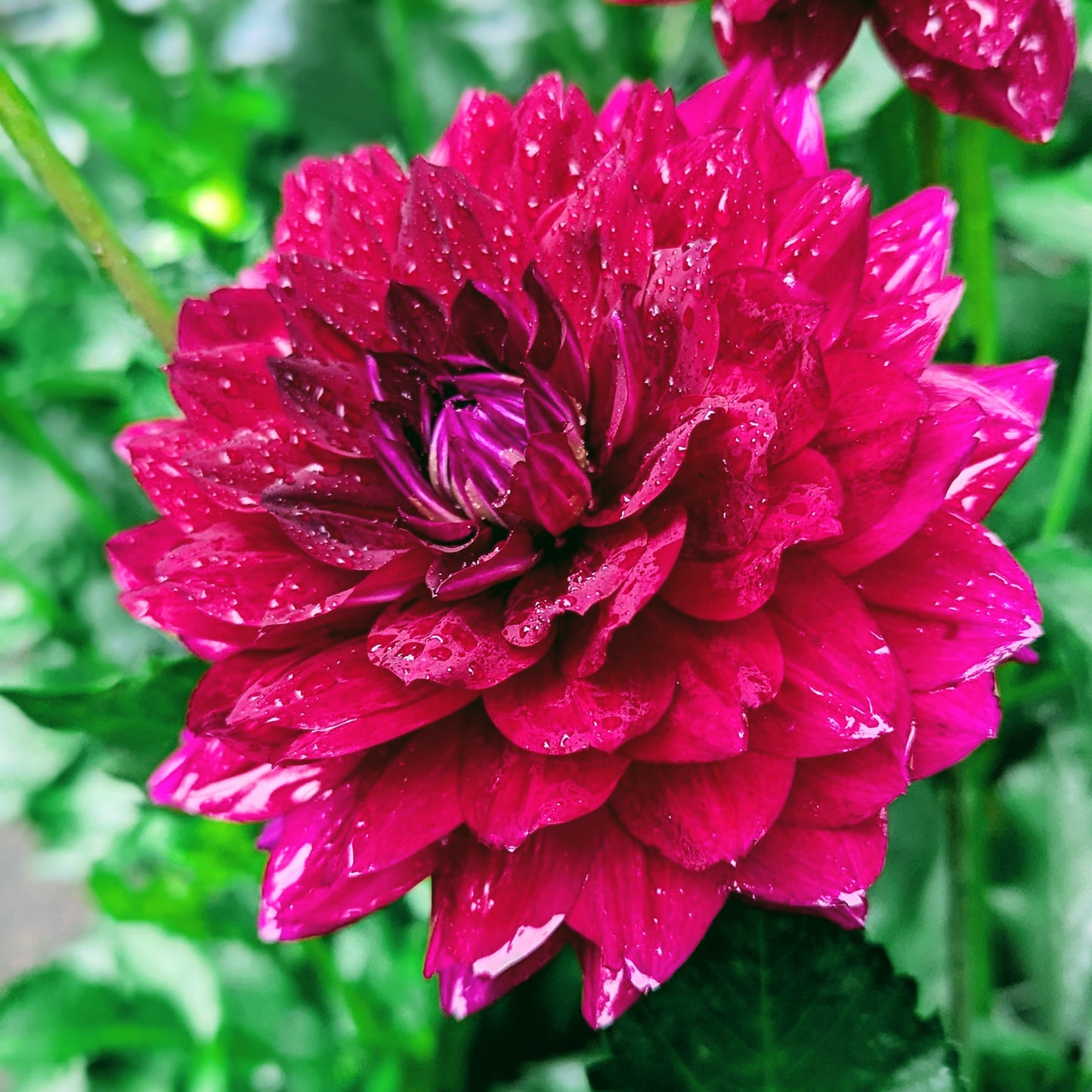Hollyhill Black Widow