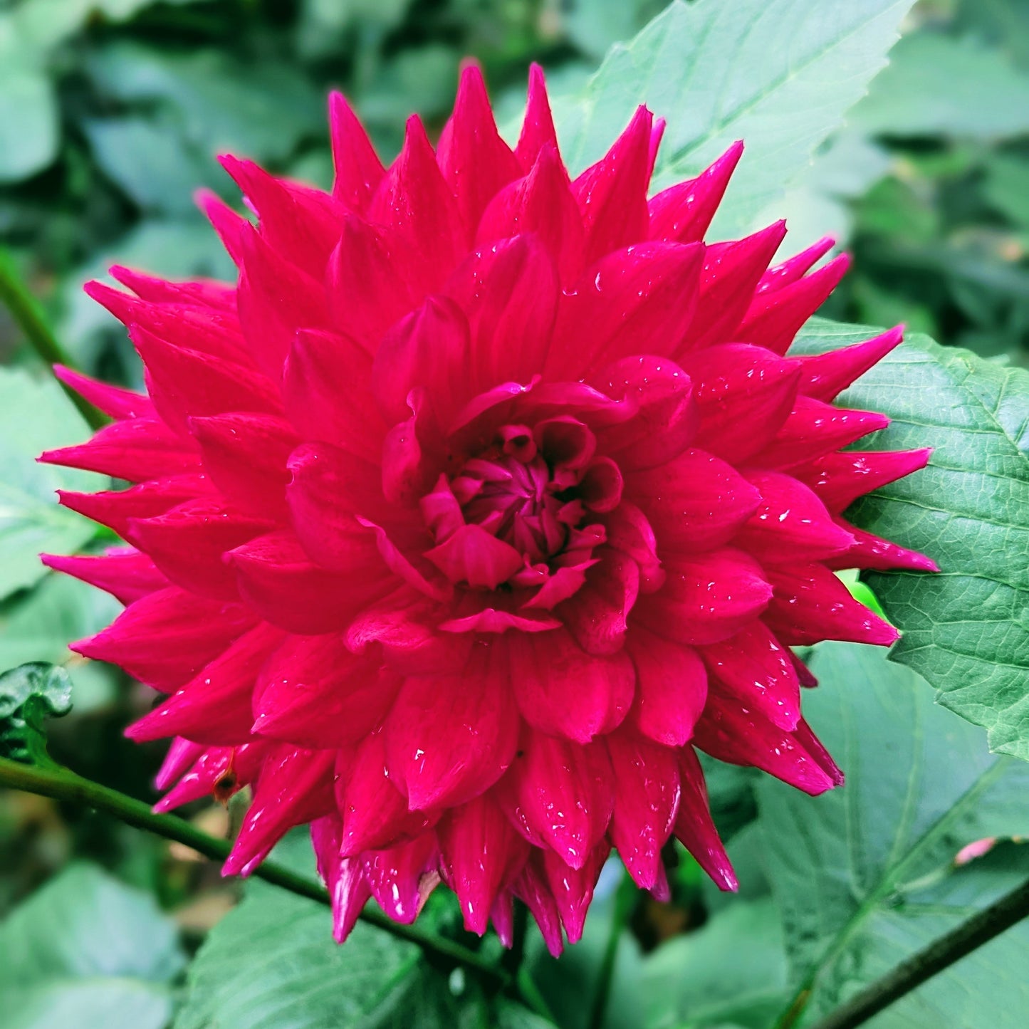 Hollyhill Pandora