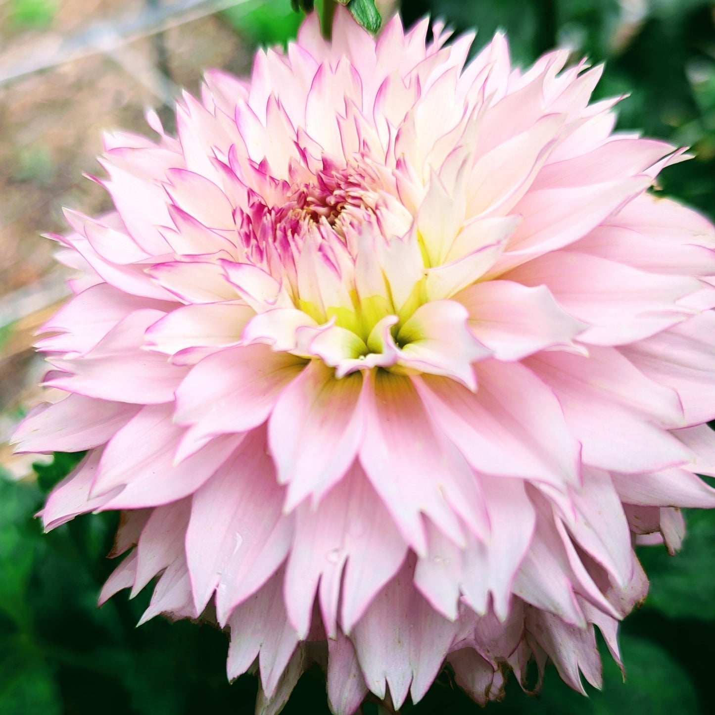 Hollyhill Pinkie