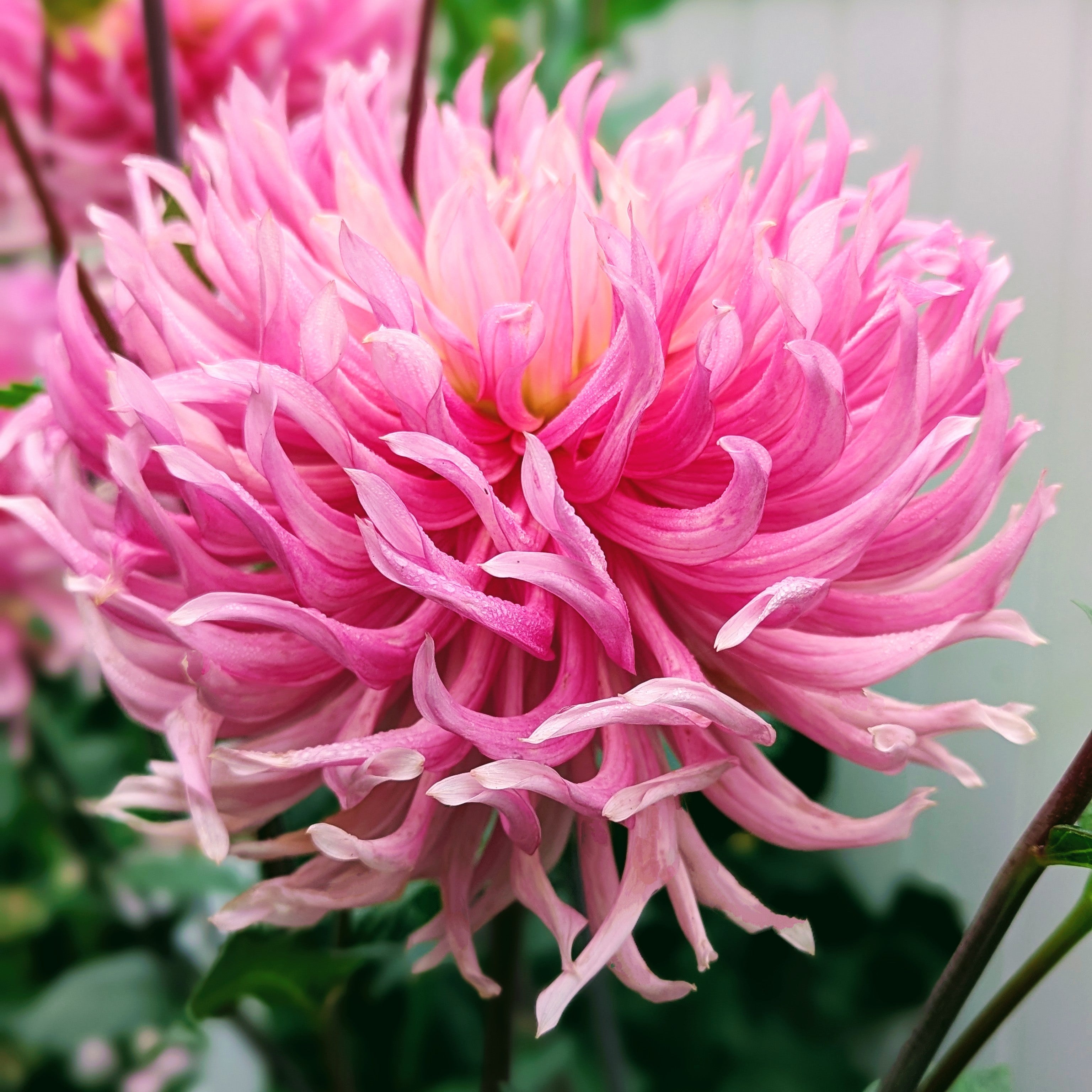 Hollyhill Cotton Candy – Good Life Dahlias