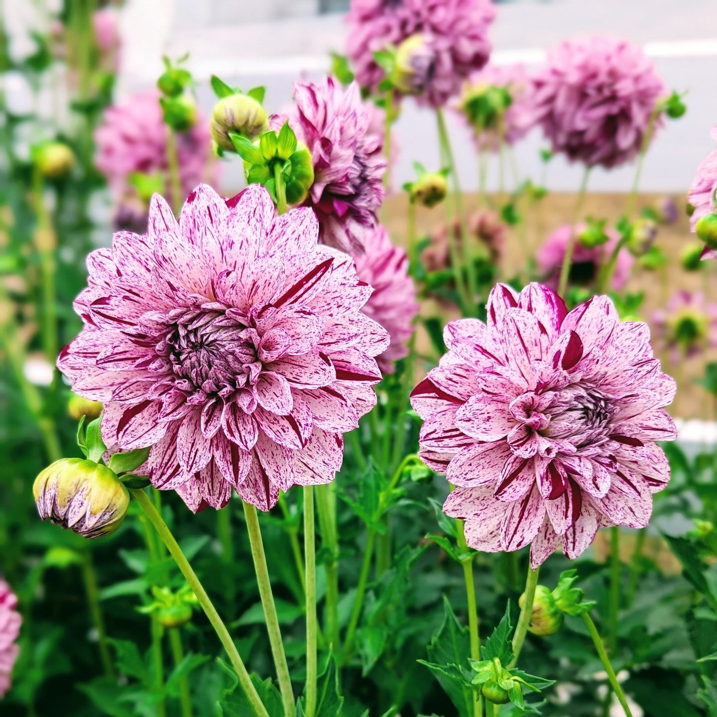 Hulin's Carnival (1954)