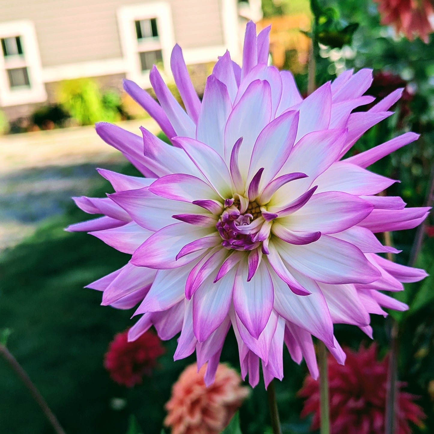 Lavender Chiffon (1971)