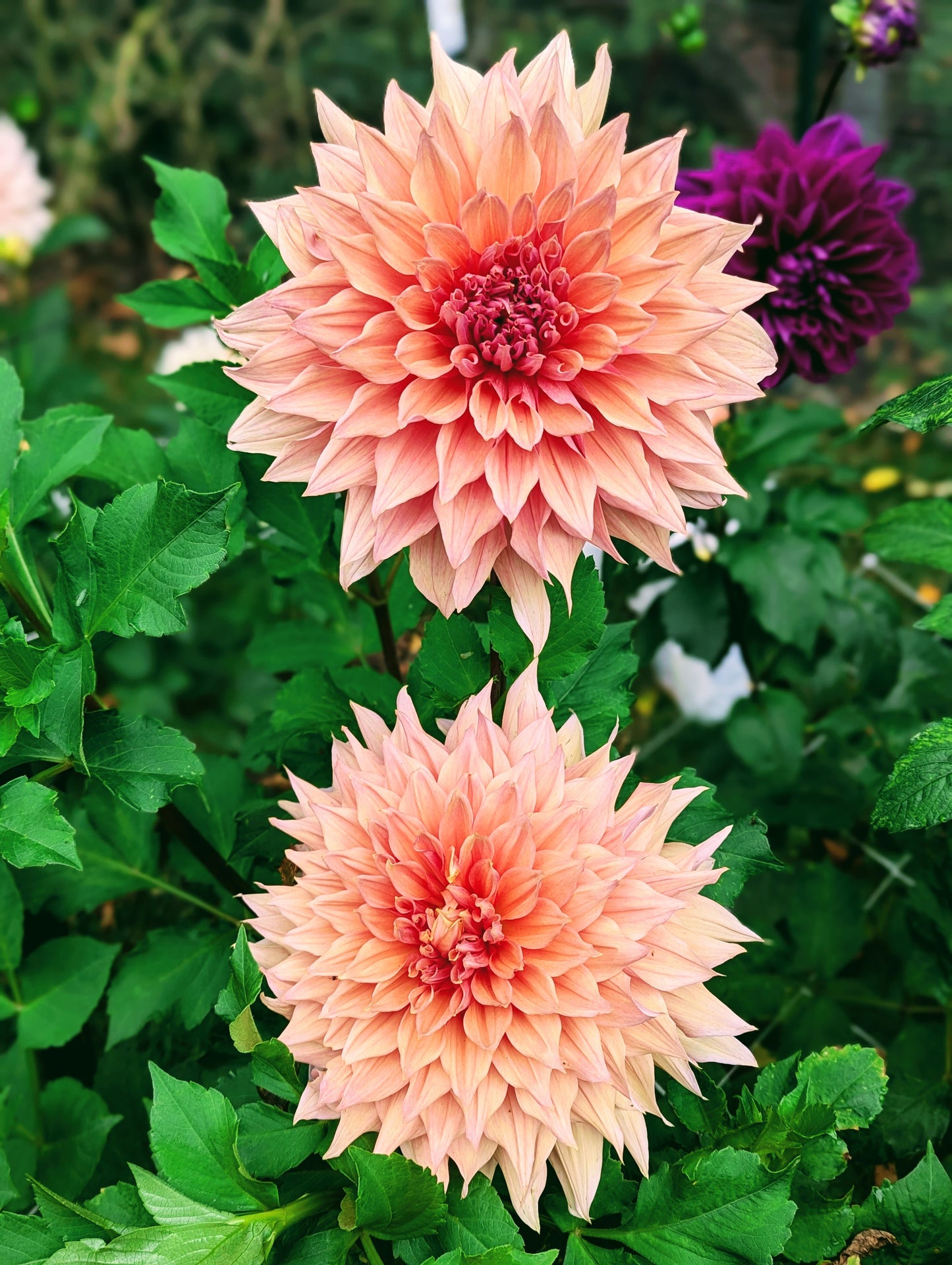 Sherwood's Peach (1944)