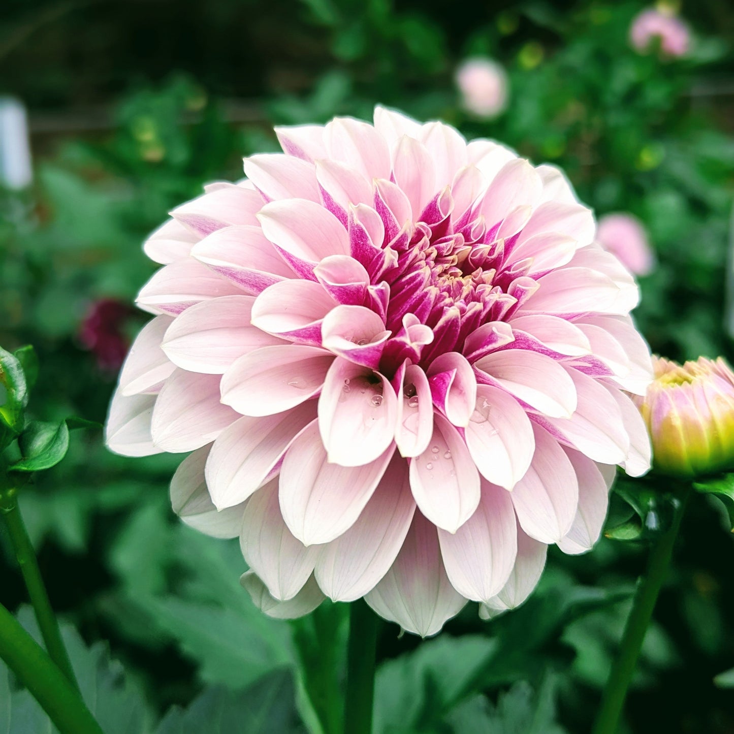 Salish Twilight Girl