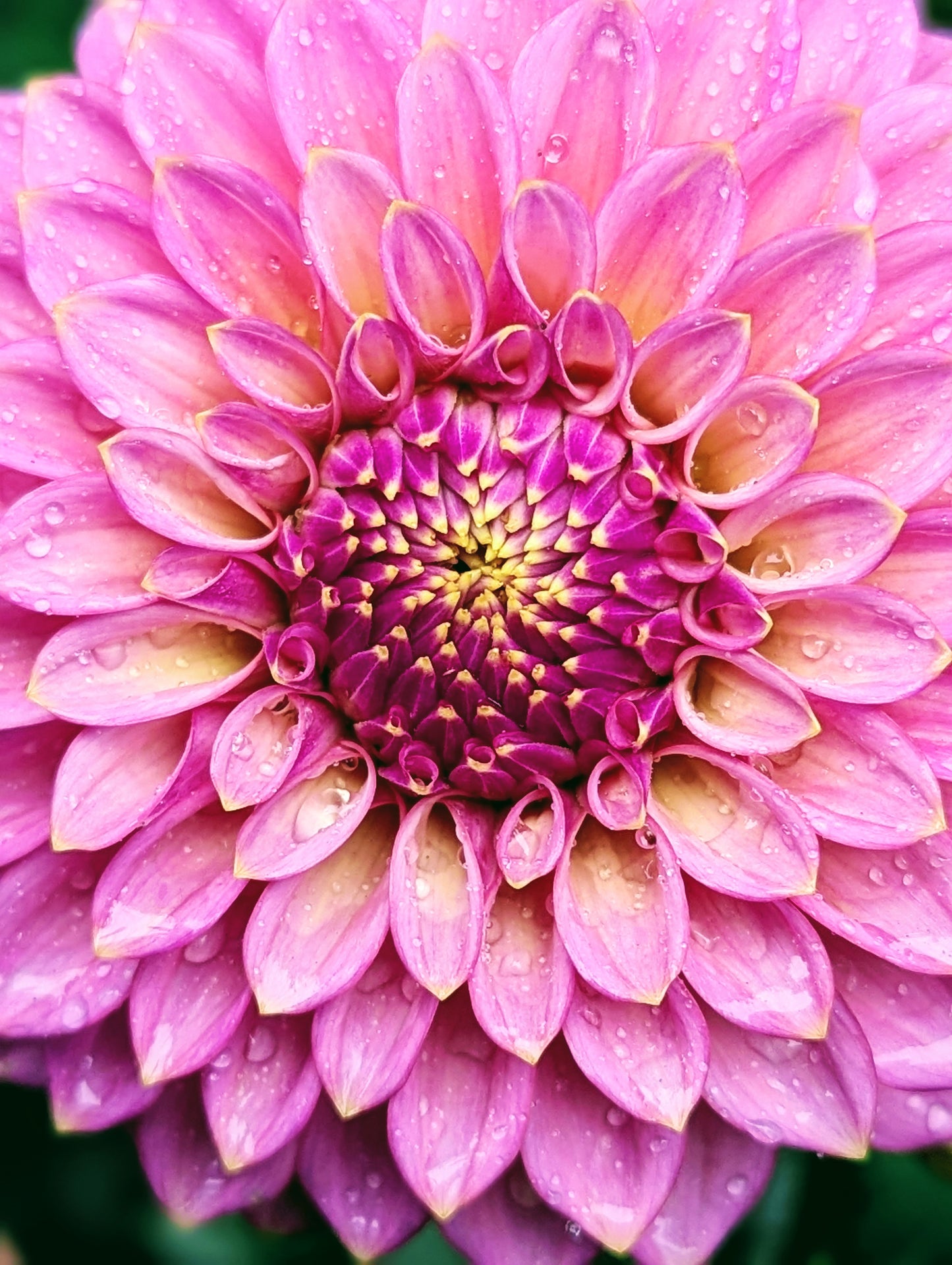 Skipley Spot of Gold