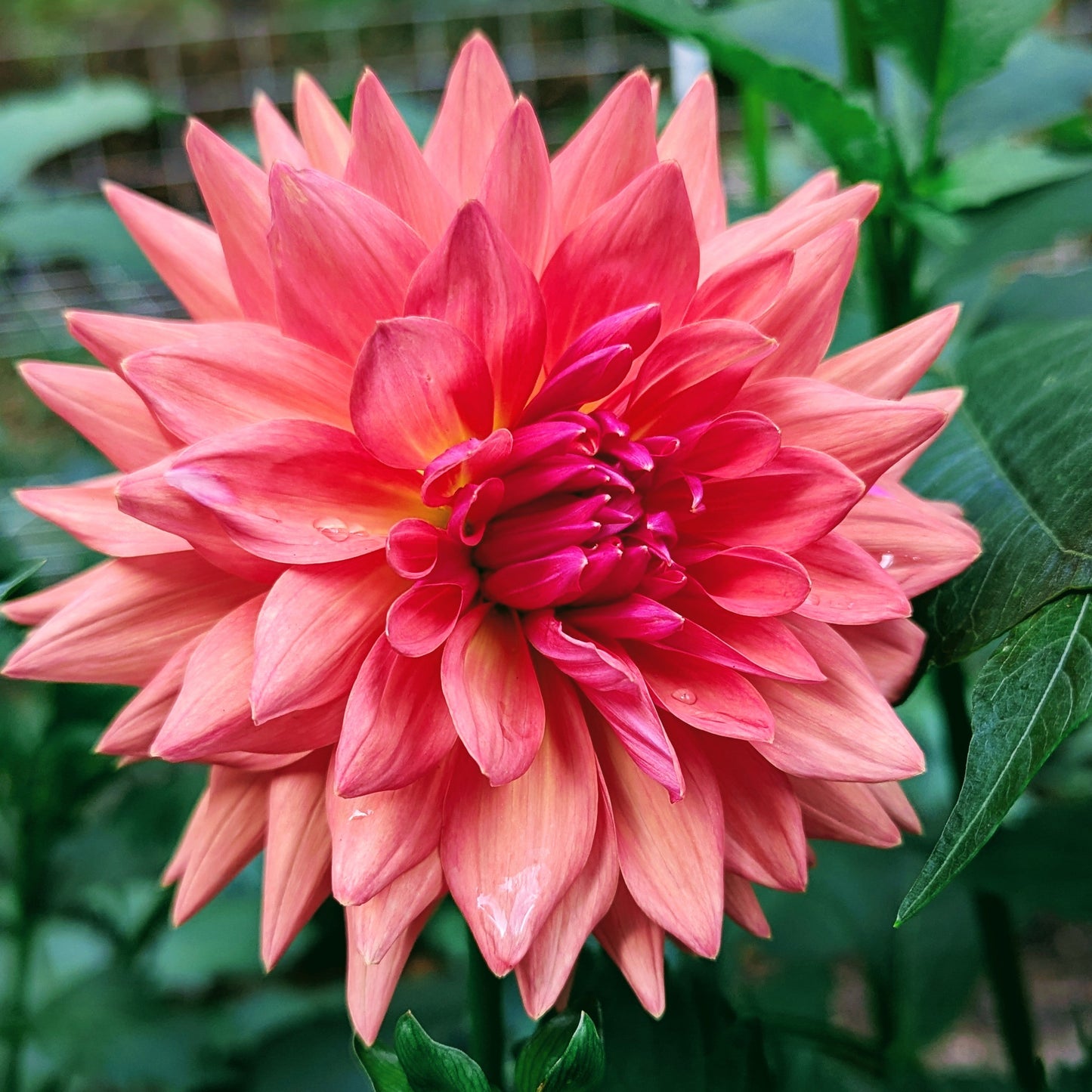 Summit Festival (Solid)