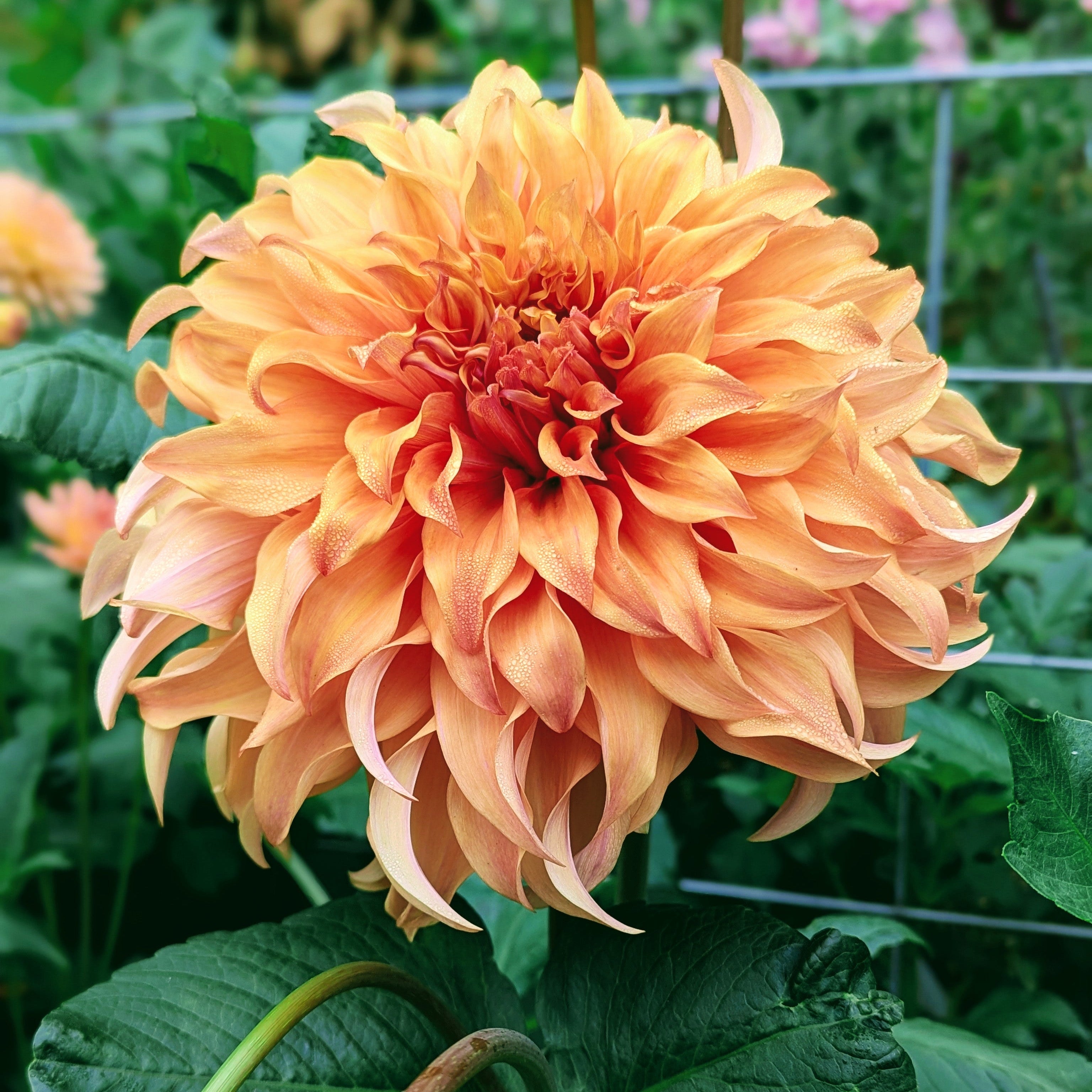 DOWLUCK SONATAワームカラー Wyn's Moonlight Sonata – Good Life Dahlias