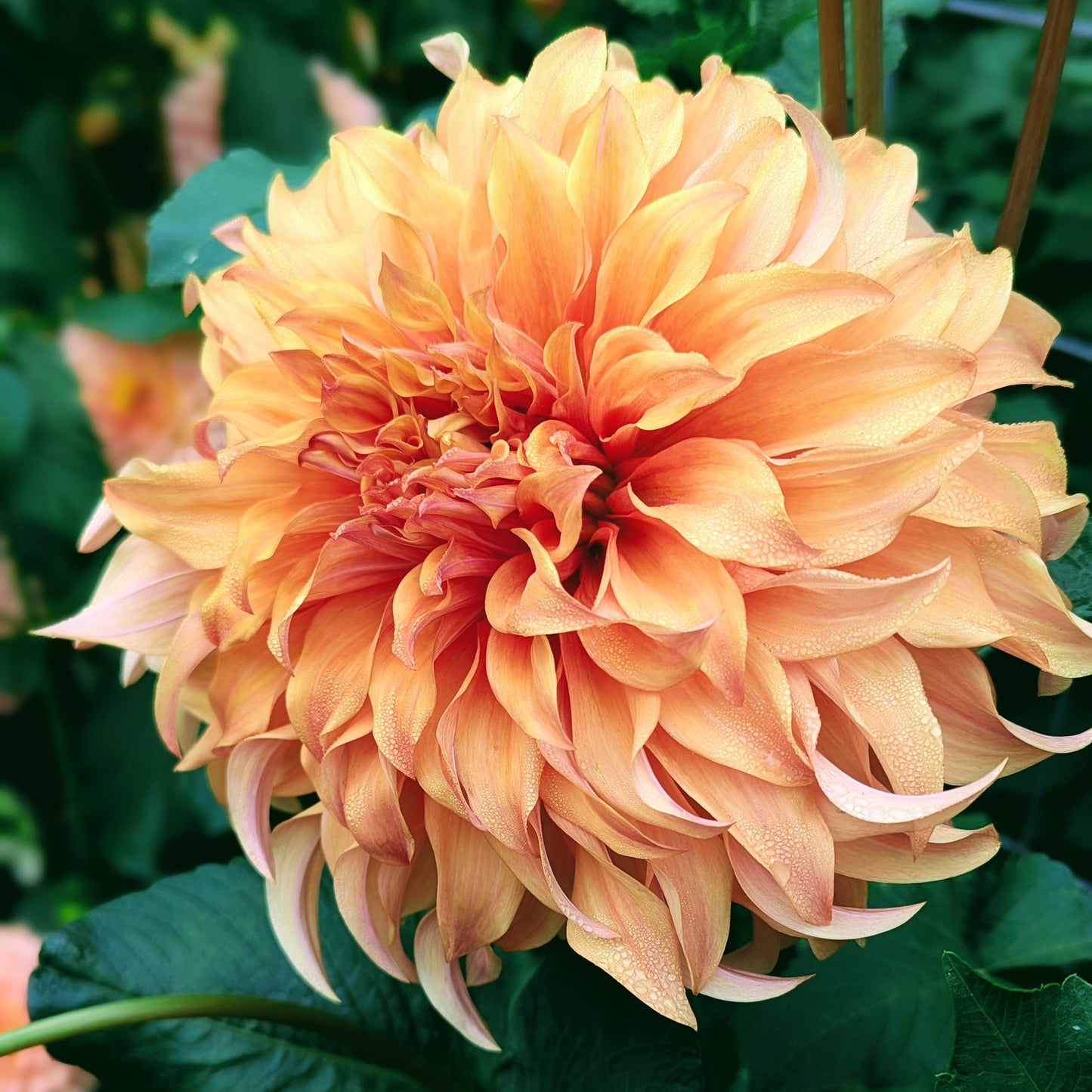 Wyn's Moonlight Sonata