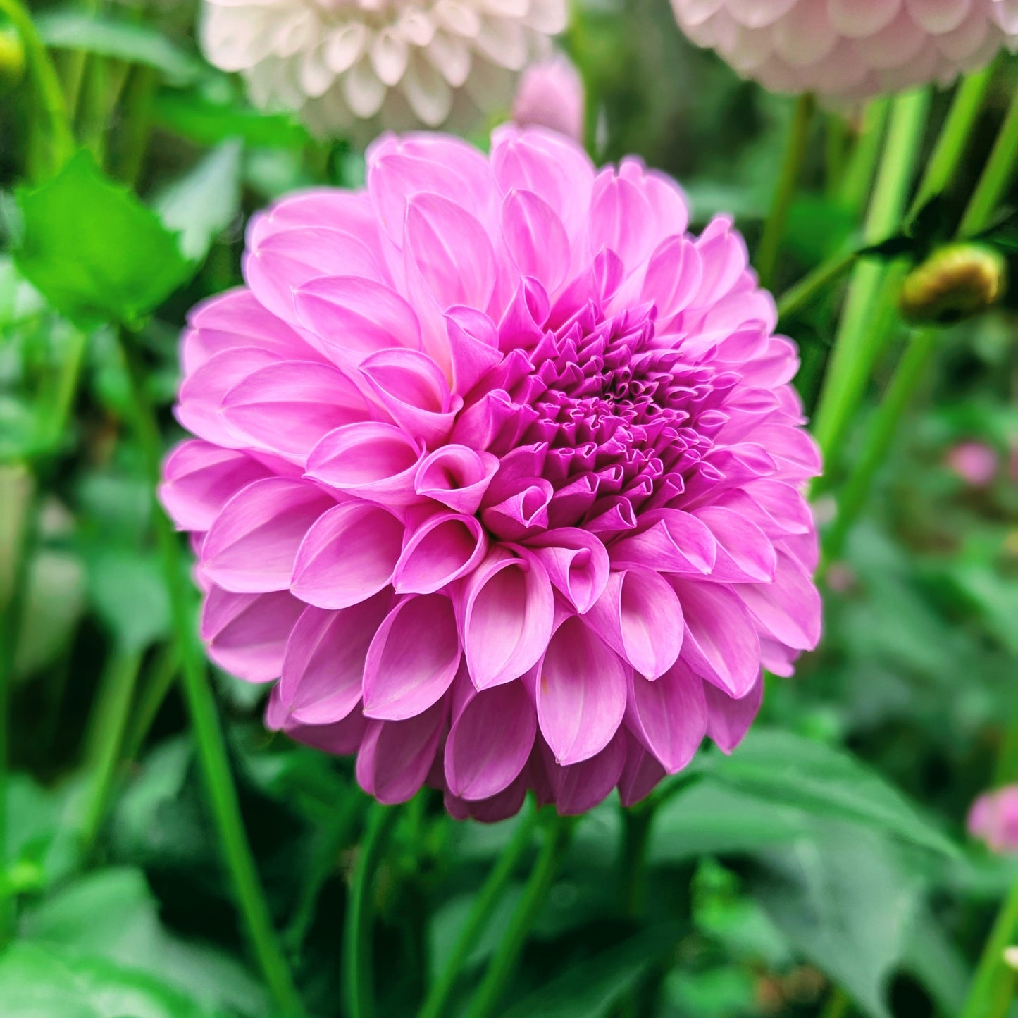 20th Ave Pure Prince