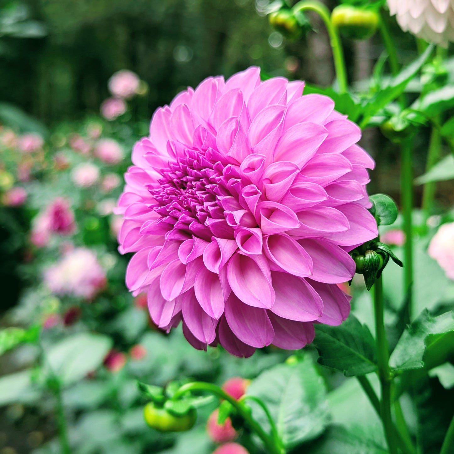 20th Ave Pure Prince