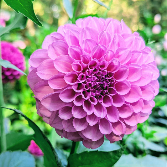 20th Ave Pure Prince