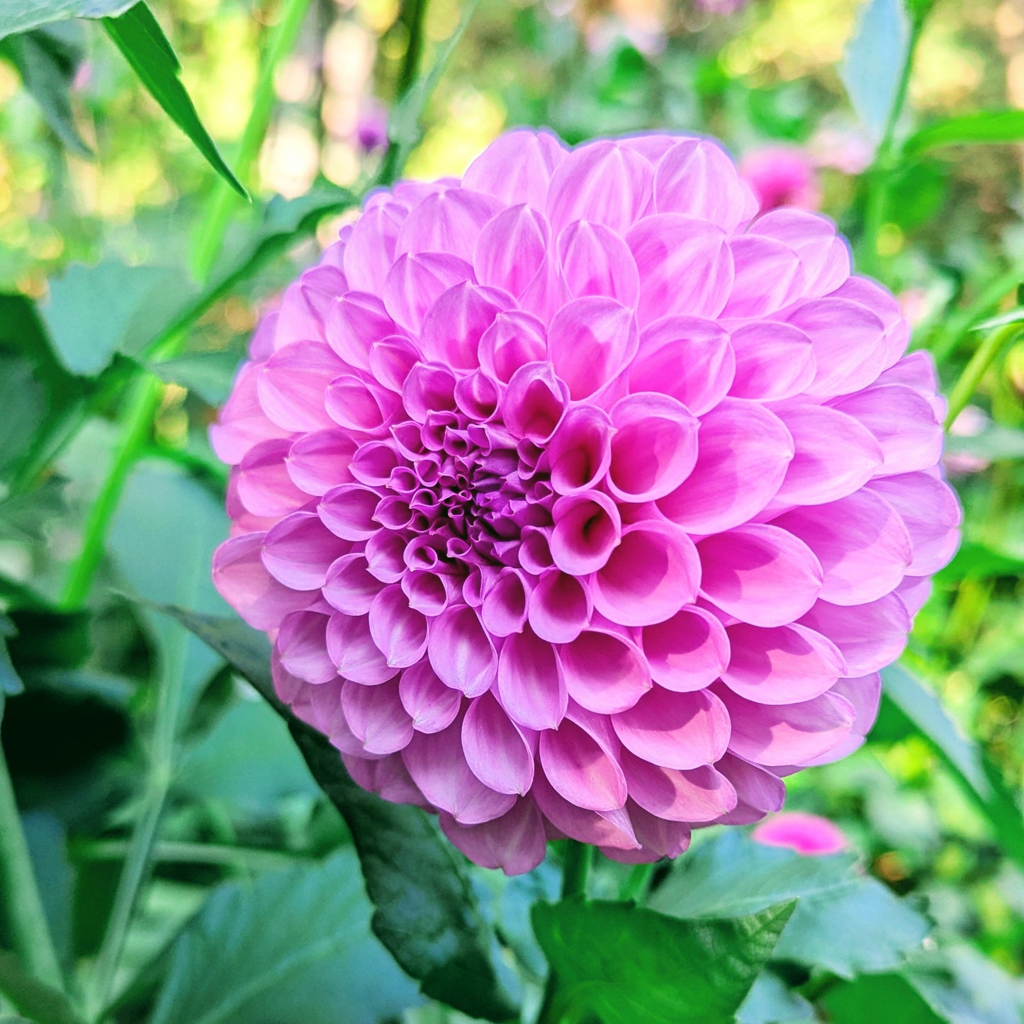 20th Ave Pure Prince