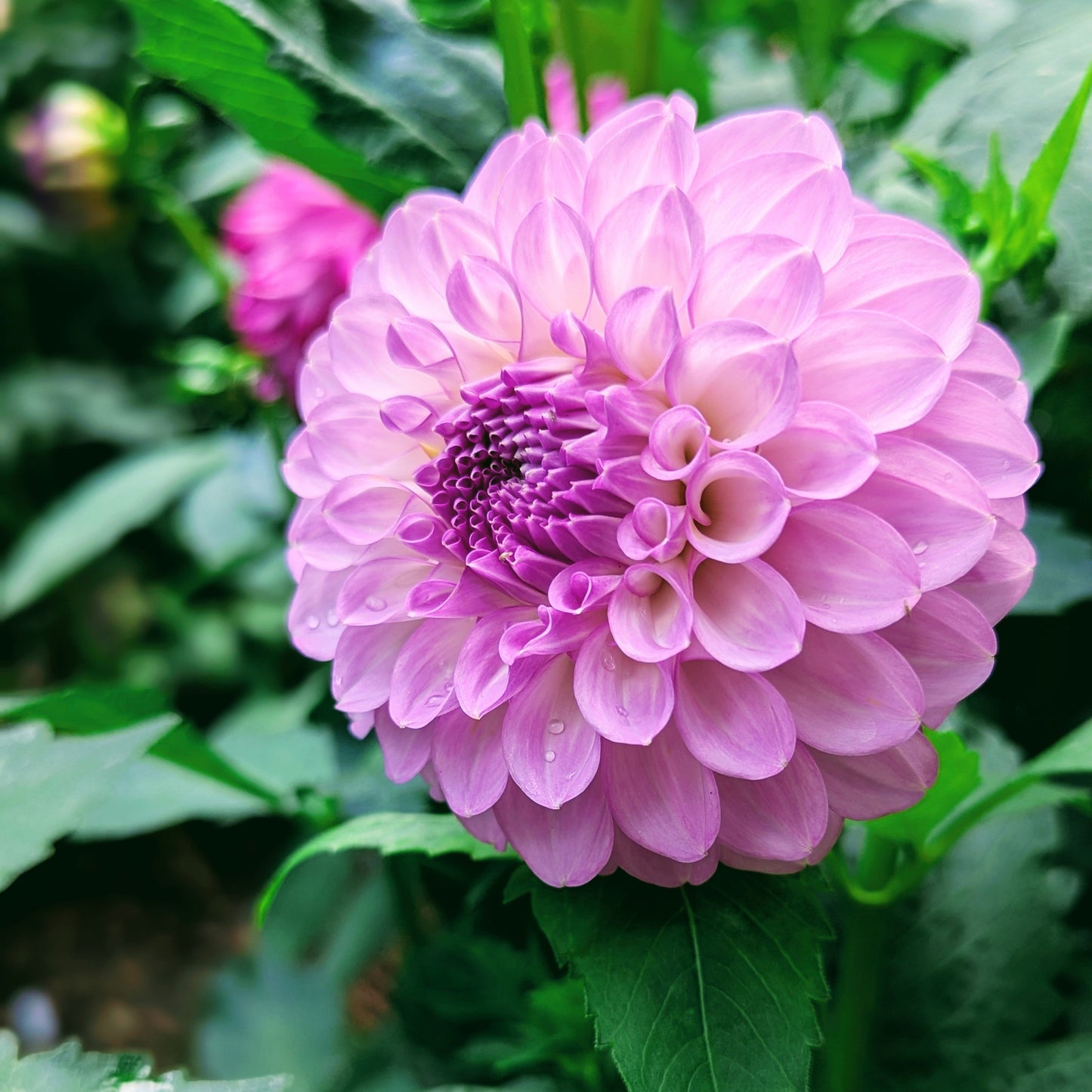 20th Ave Pure Prince