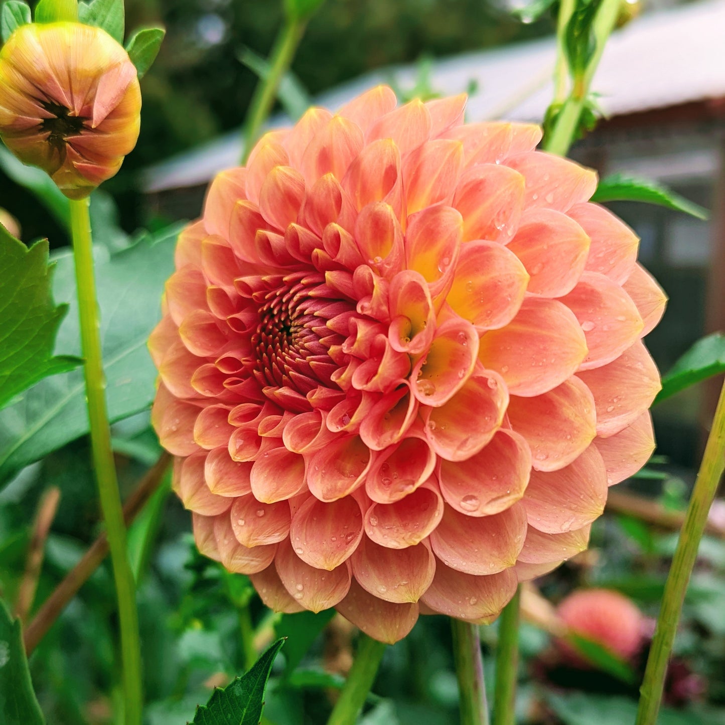 20th Ave Softer Peach