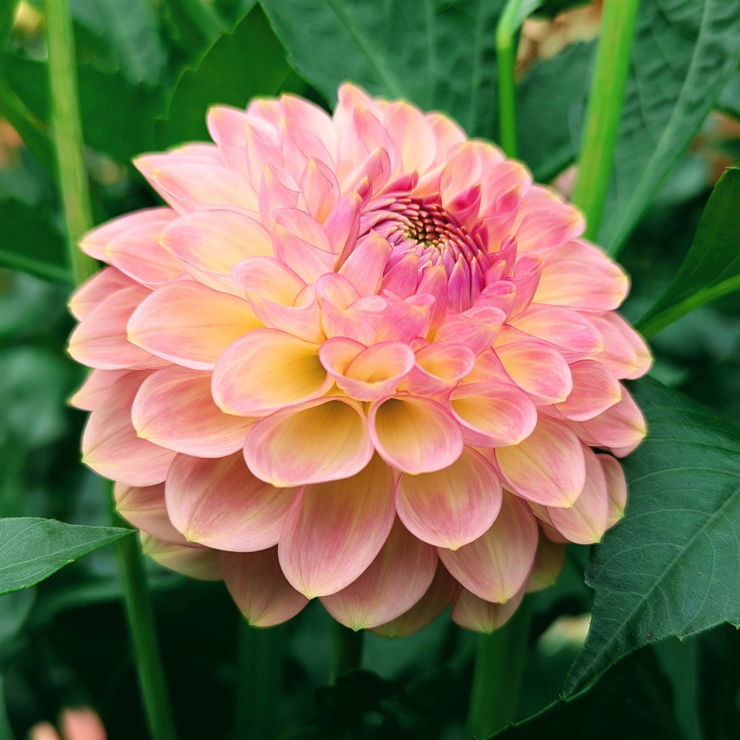 20th Ave Softer Peach