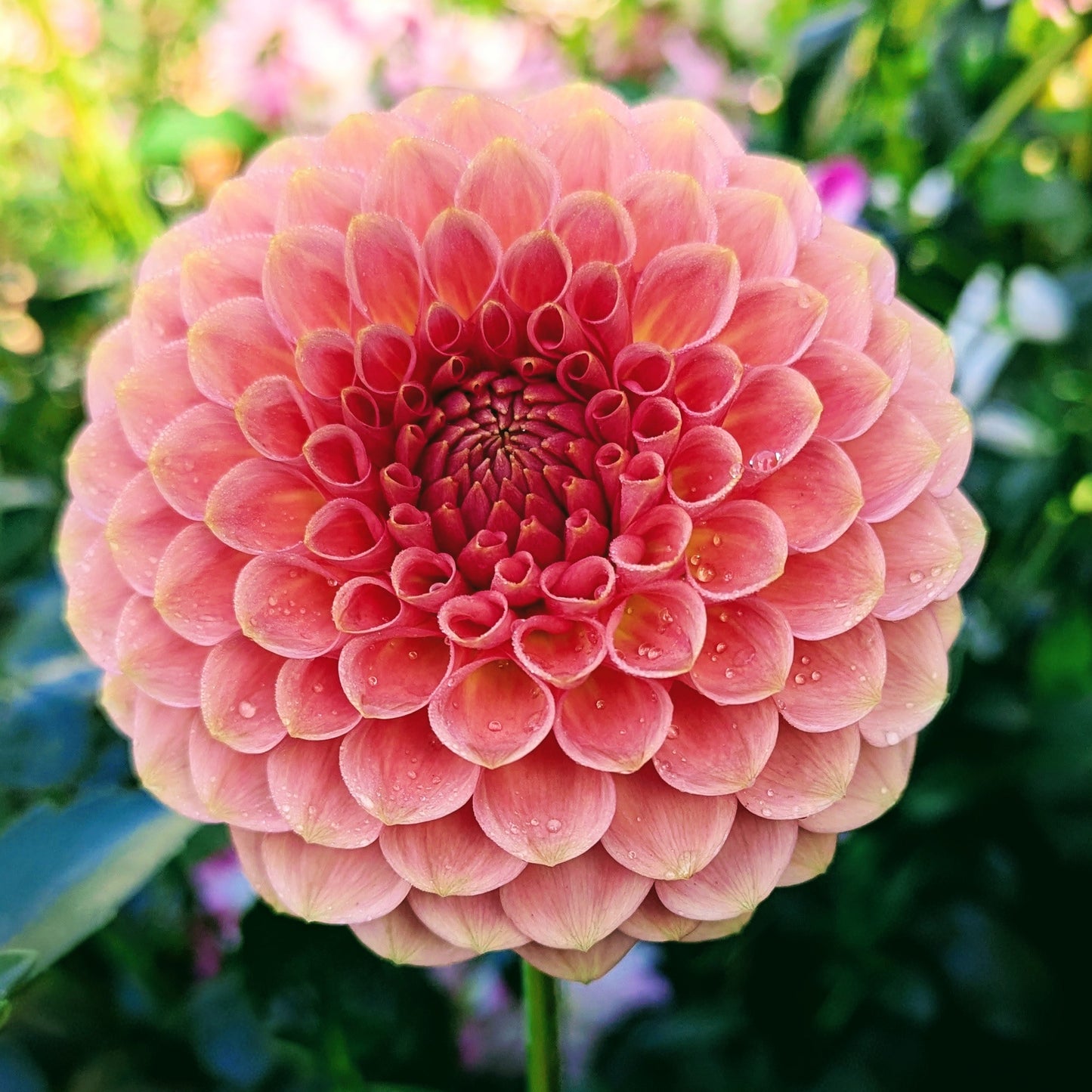 20th Ave Softer Peach