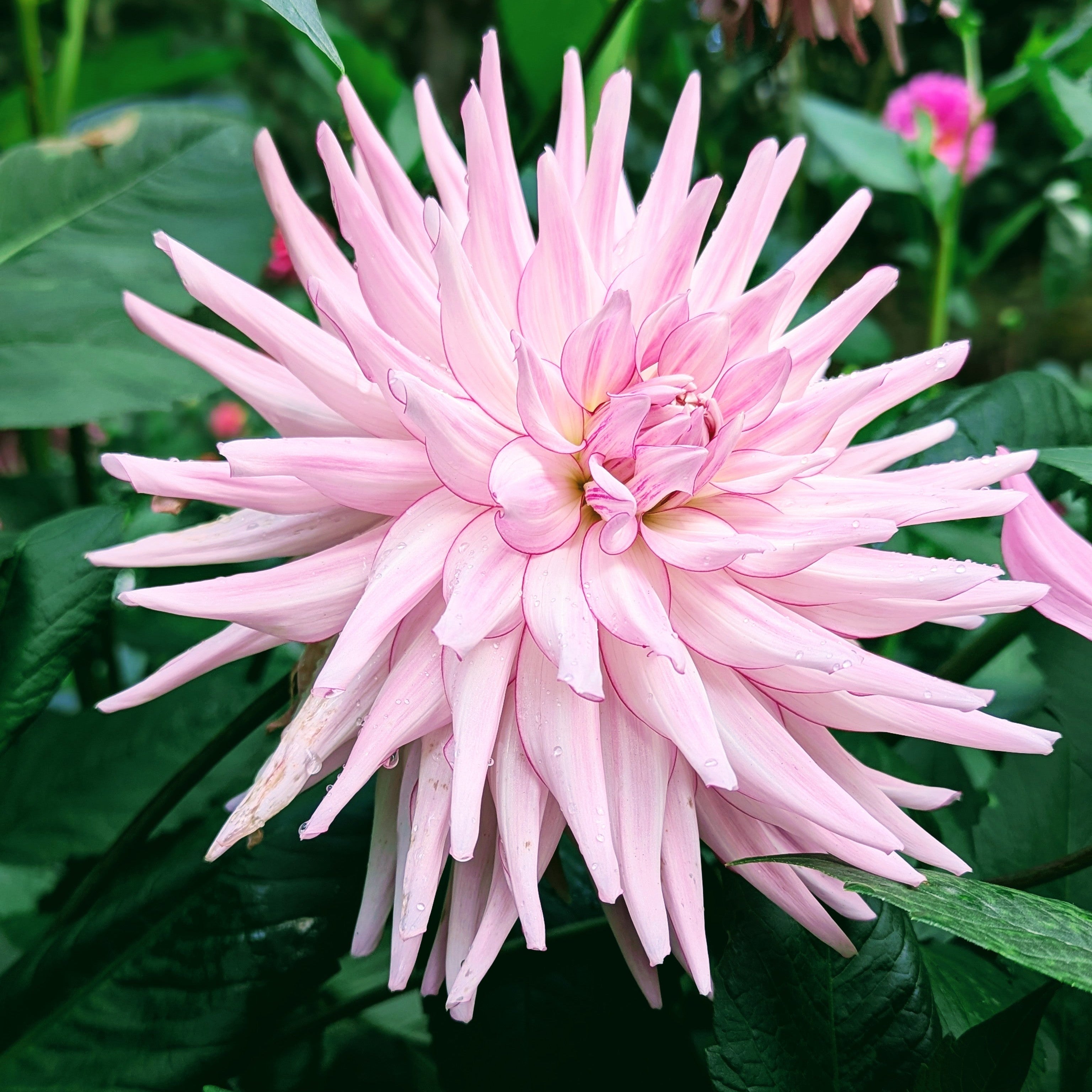 Shop All 2026 Varieties – Good Life Dahlias