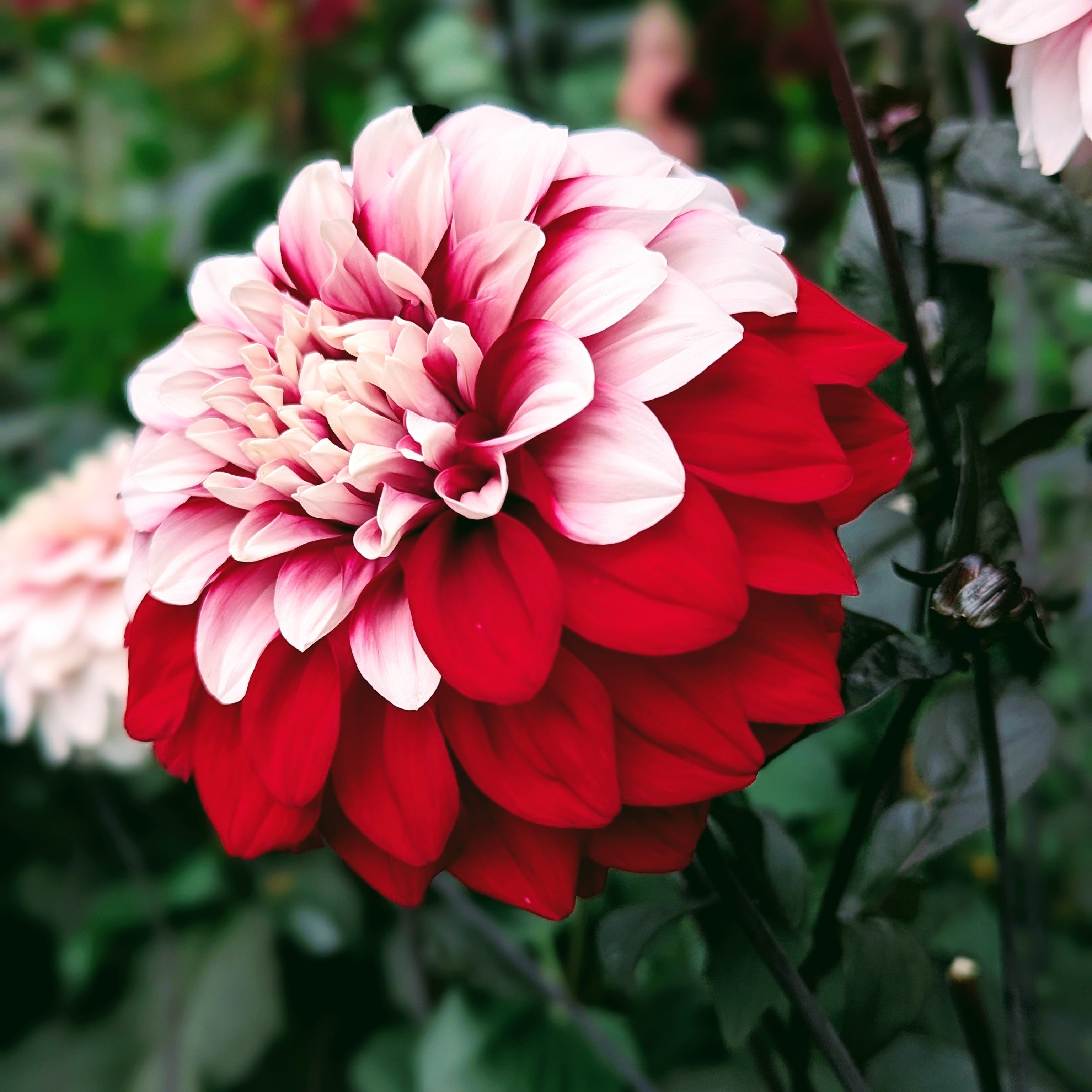 AC Highway 61 – Good Life Dahlias
