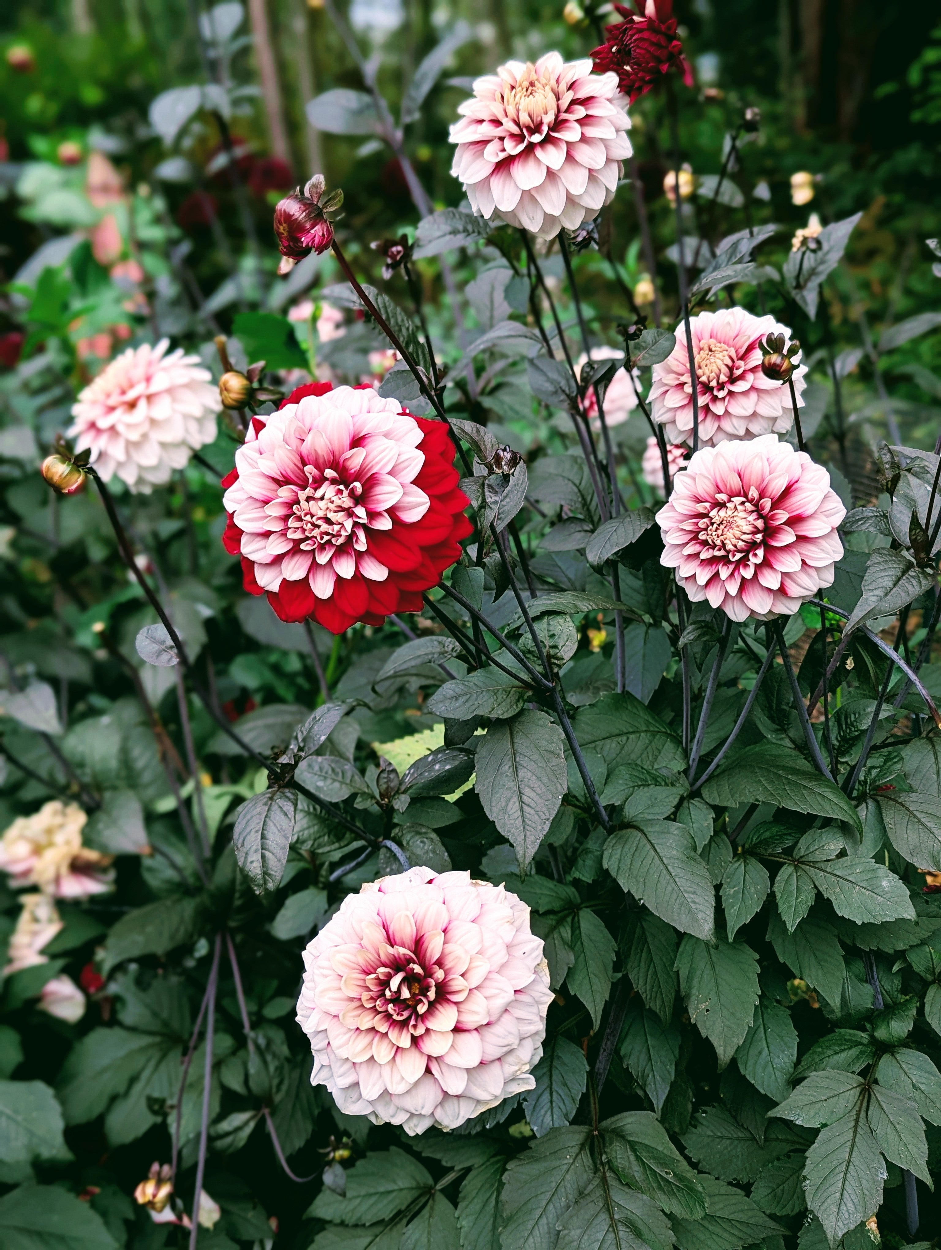 AC Highway 61 – Good Life Dahlias