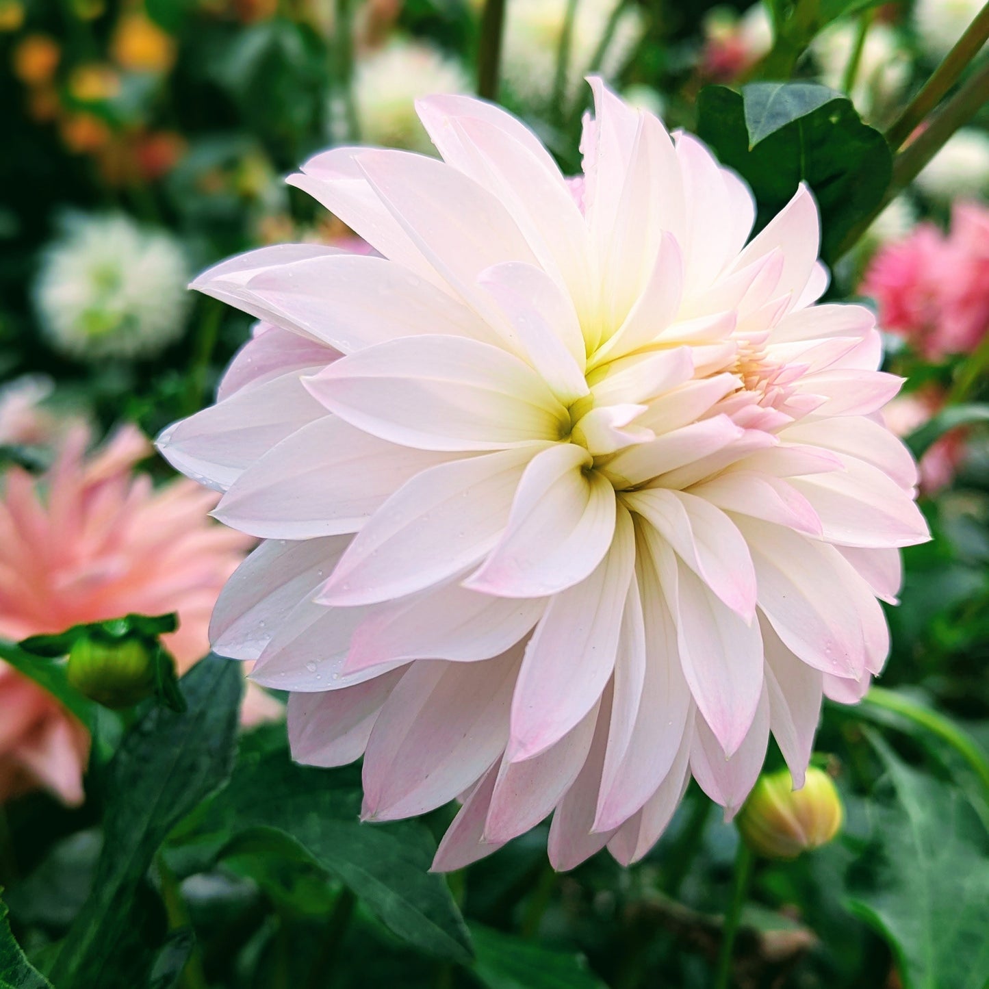 Alloway Candy (1970)