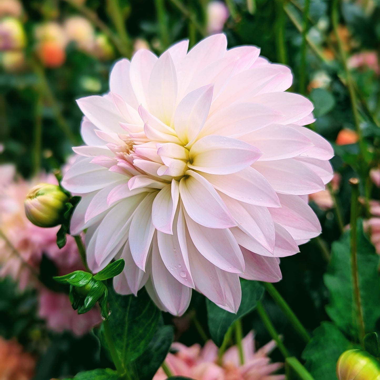 Alloway Candy (1970)