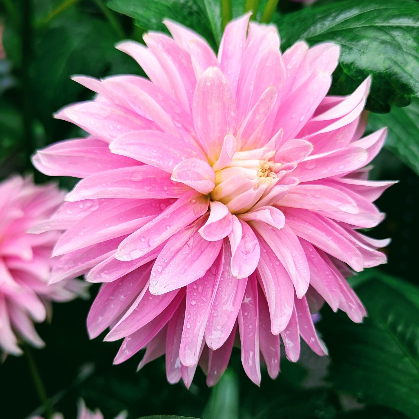 Alloway Candy (1970)