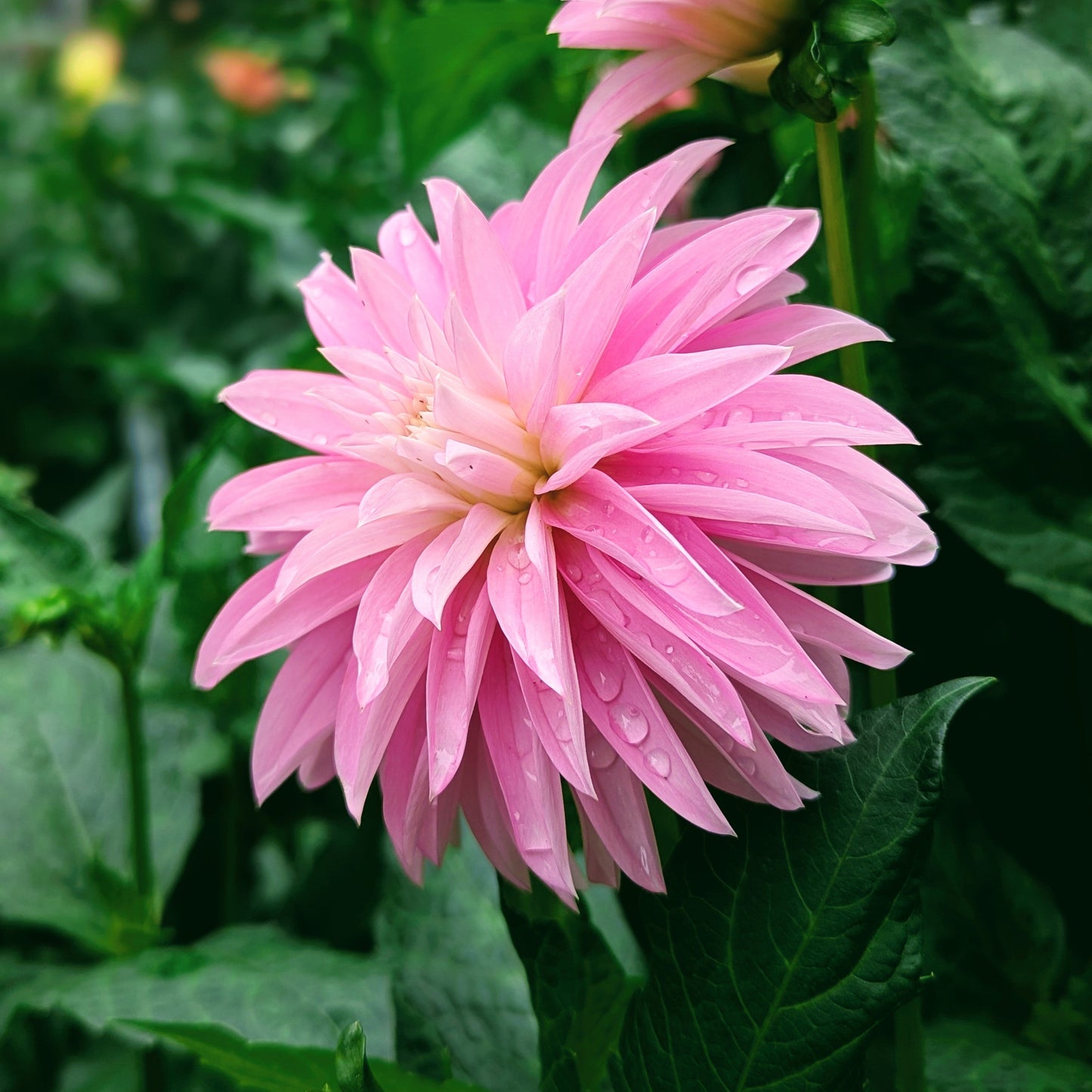 Alloway Candy (1970)