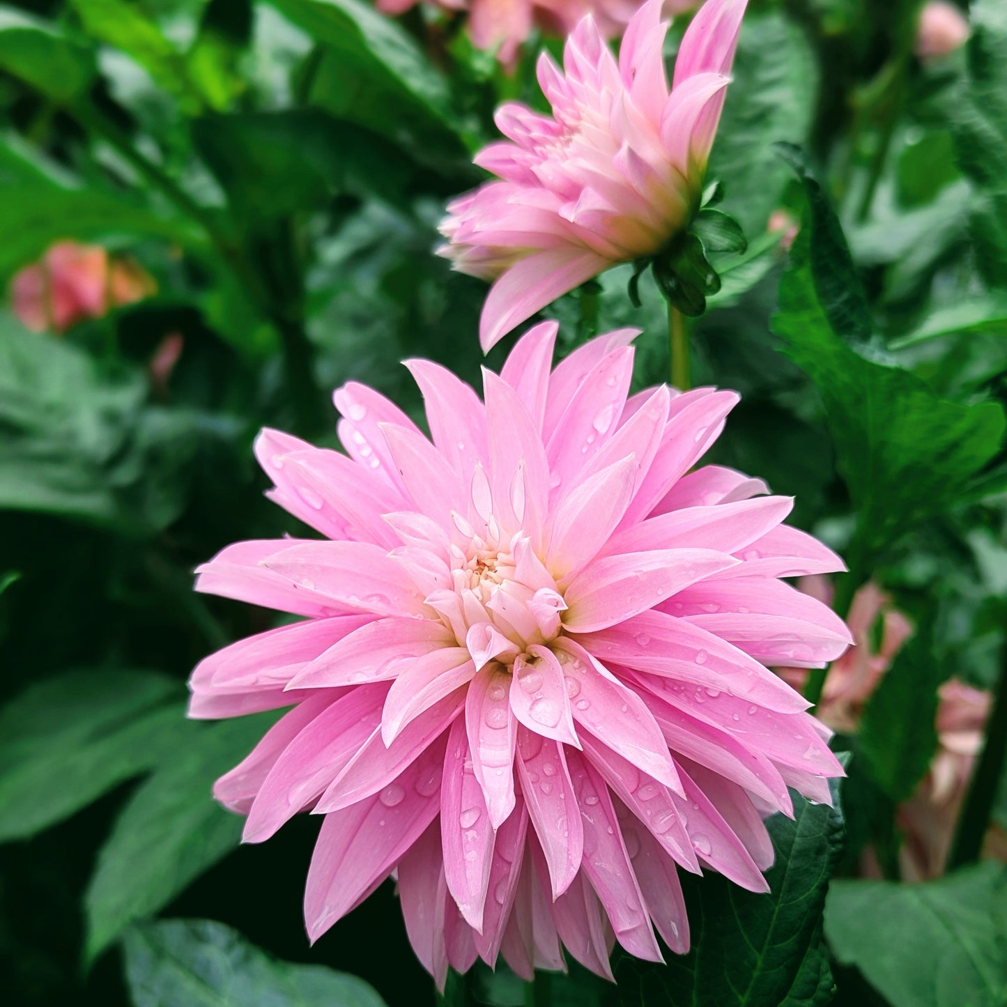 Alloway Candy (1970)