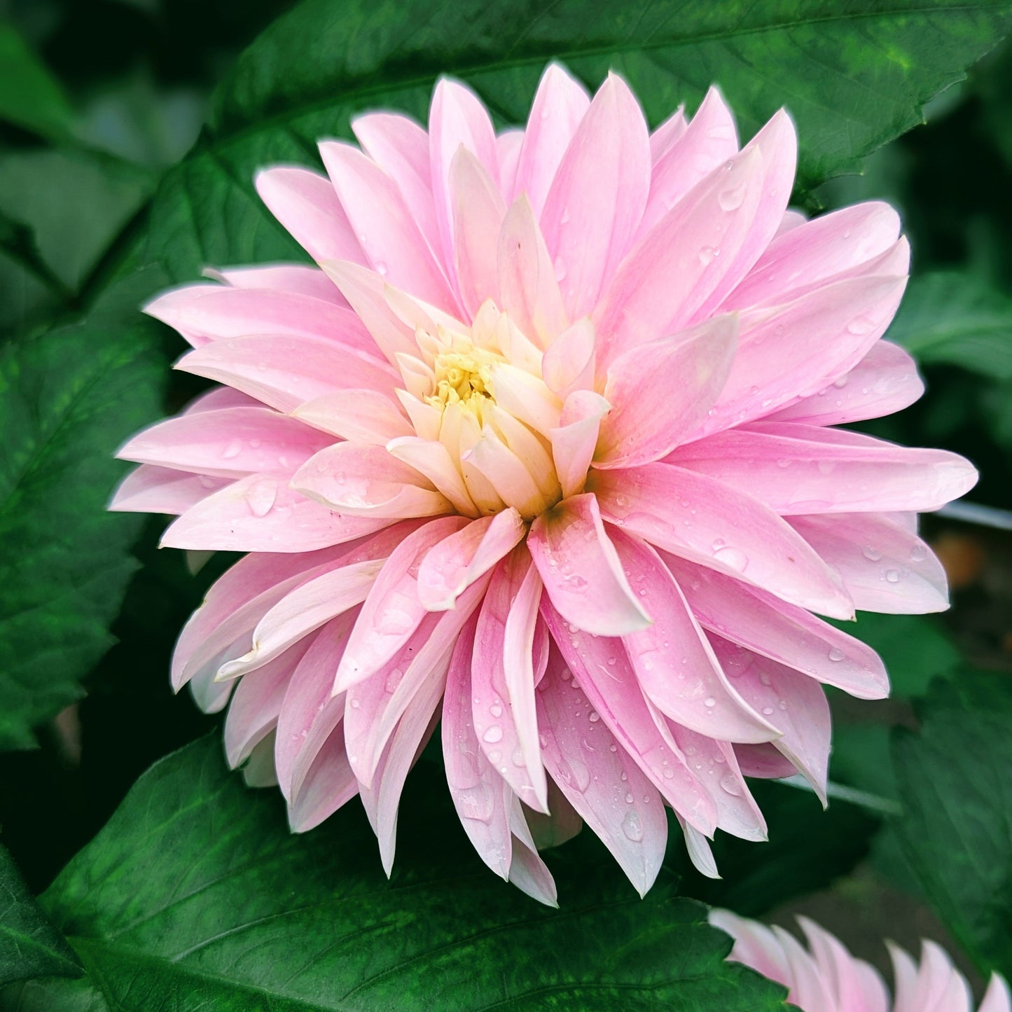 Alloway Candy (1970)