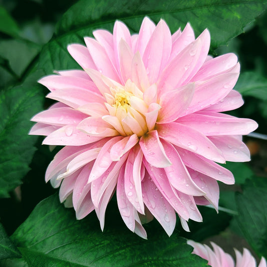 Alloway Candy (1970)