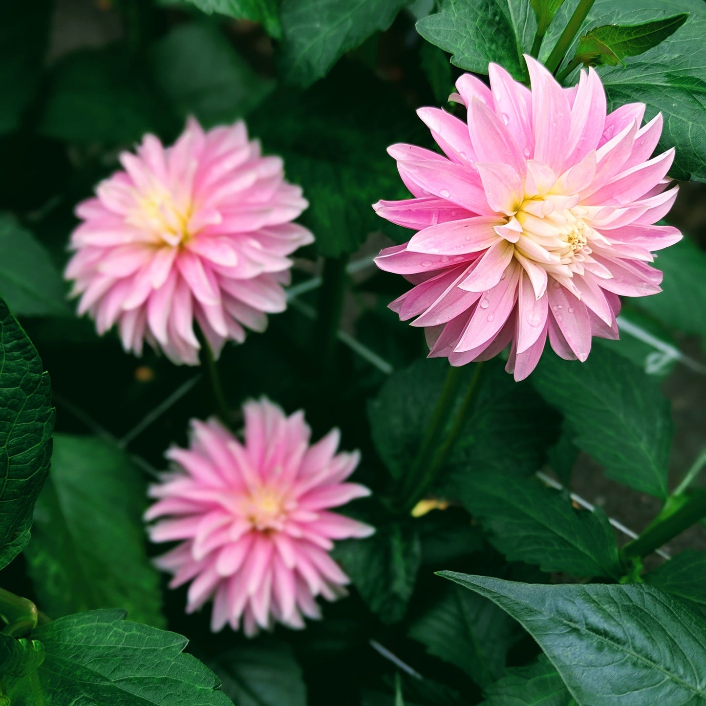 Alloway Candy (1970)