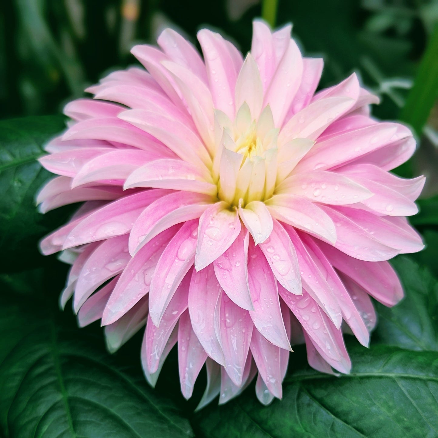 Alloway Candy (1970)