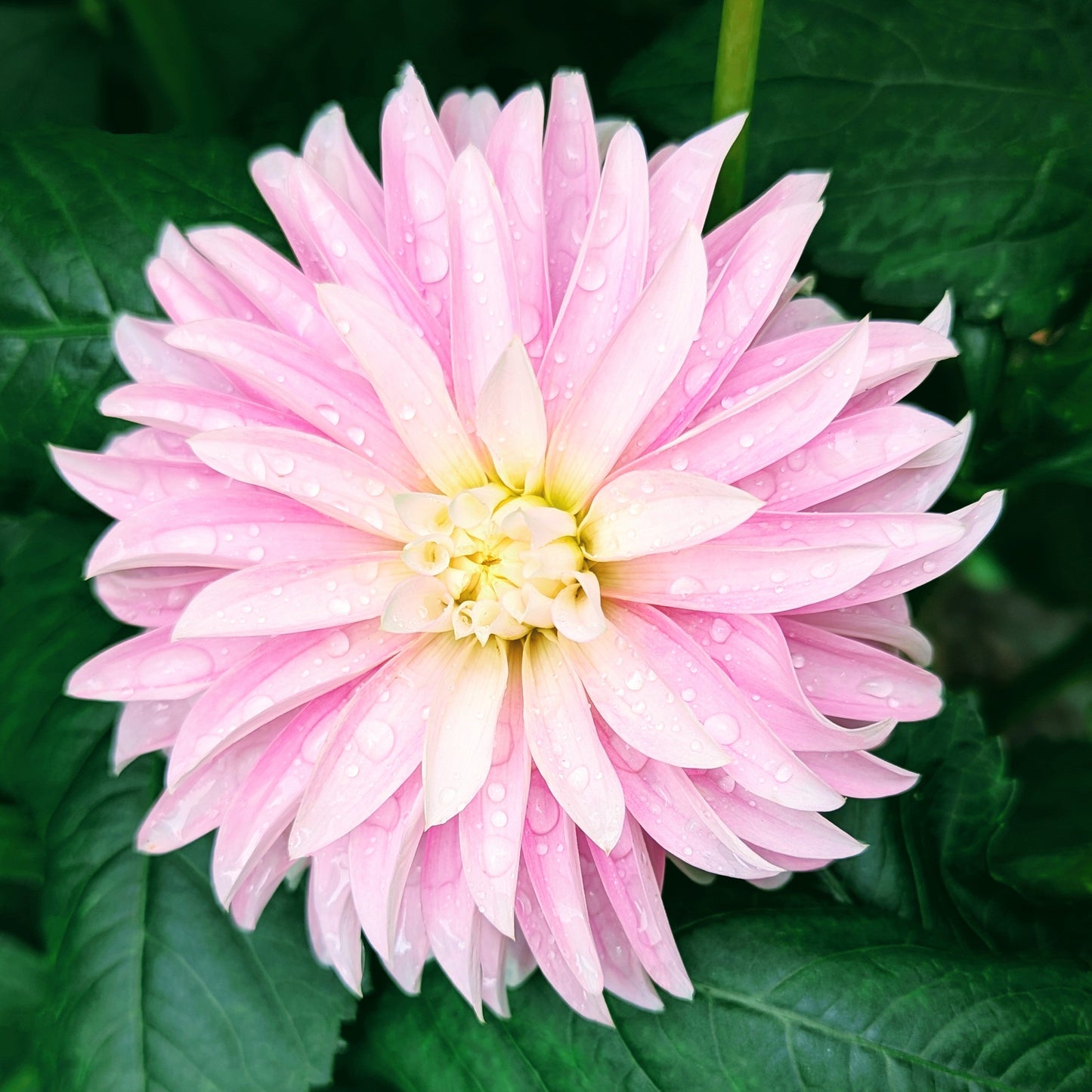 Alloway Candy (1970)