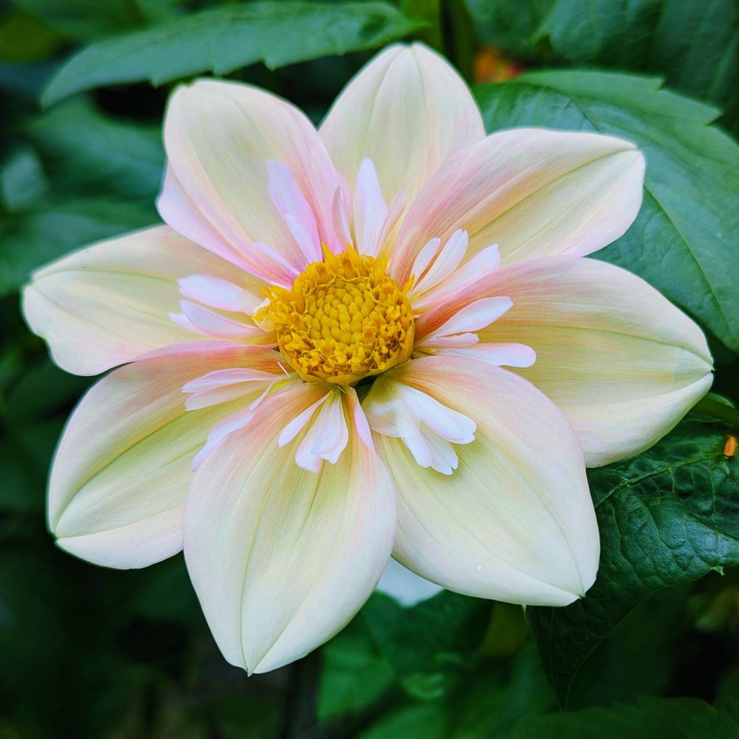 Apple Blossom (1986)