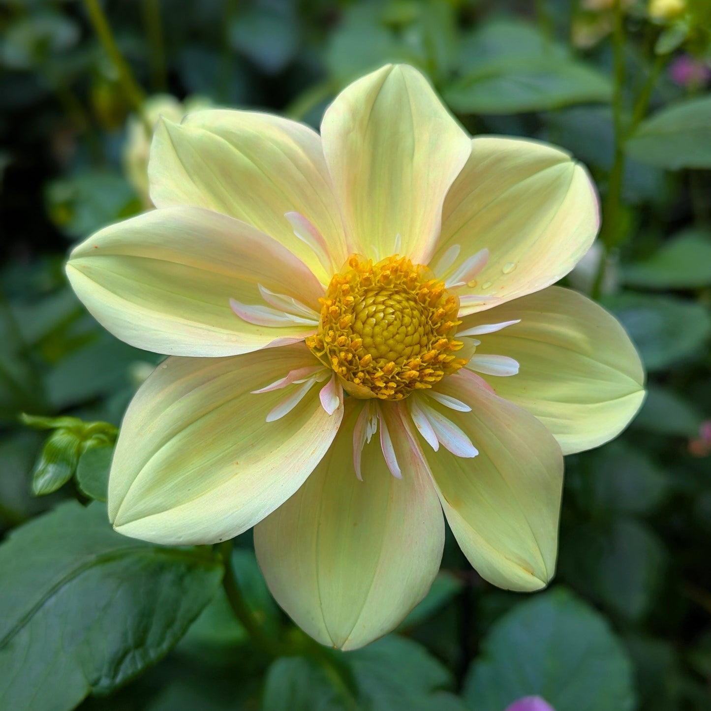 Apple Blossom (1986)