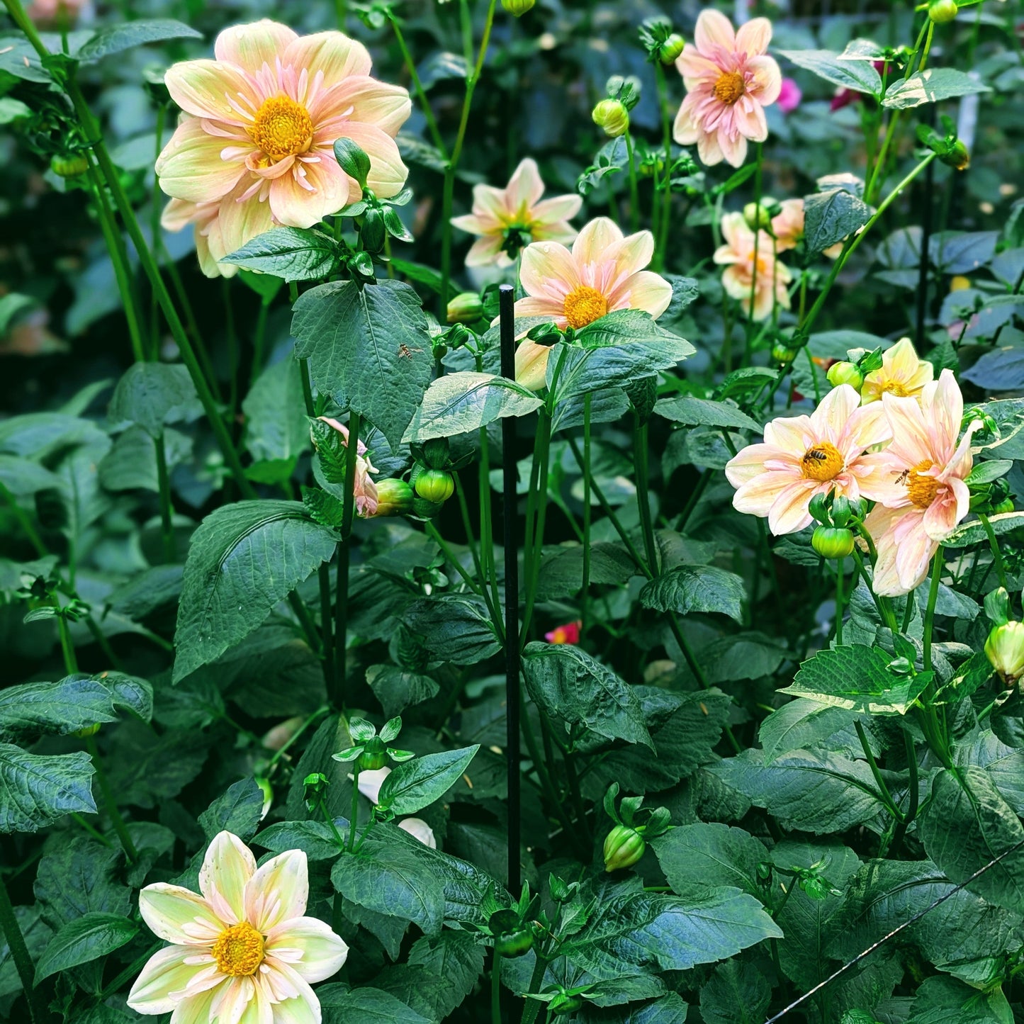 Apple Blossom (1986)