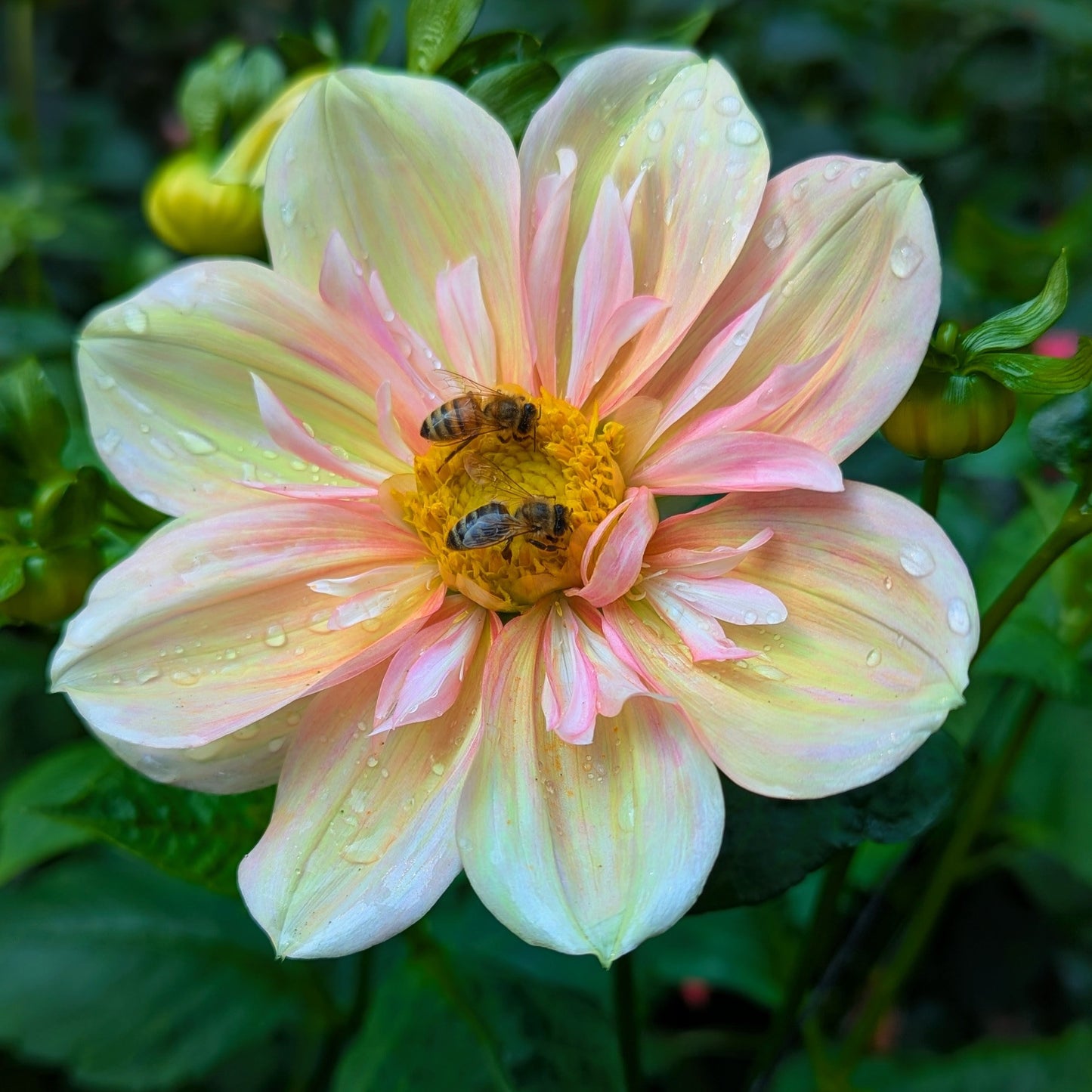 Apple Blossom (1986)