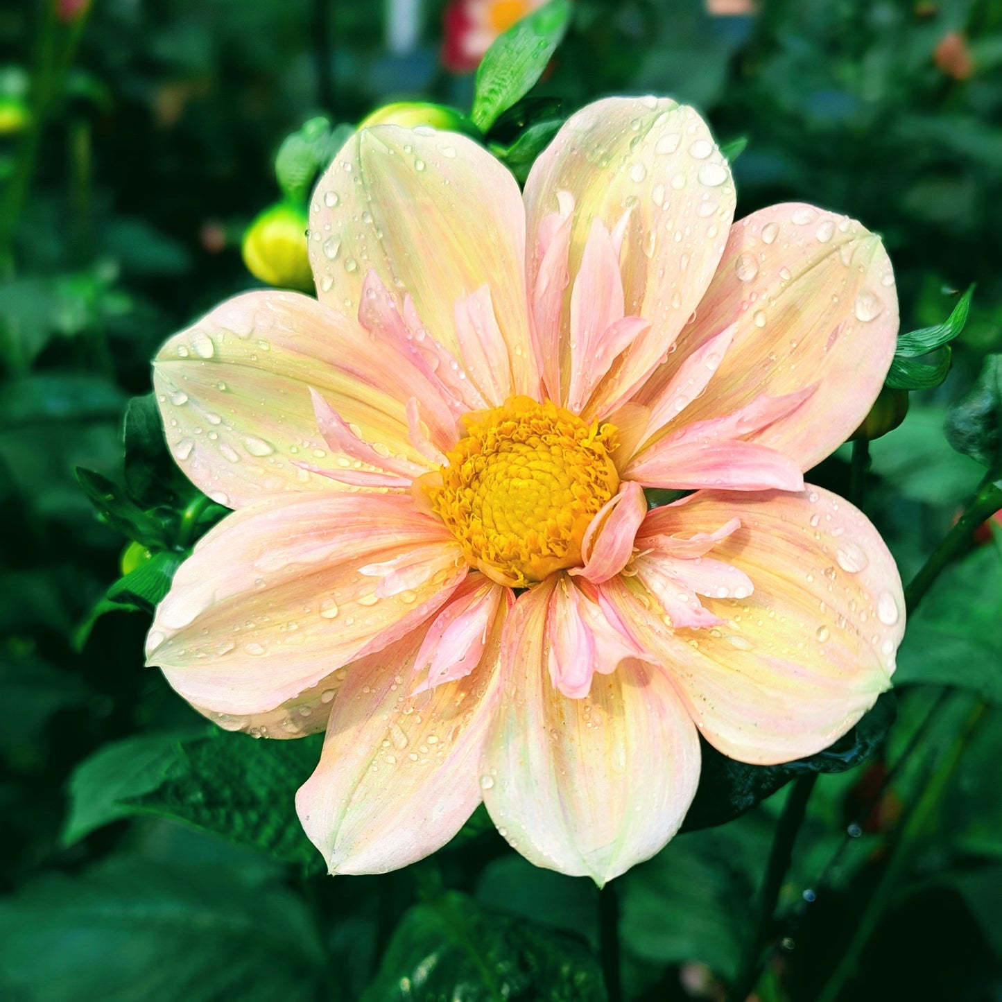 Apple Blossom (1986)