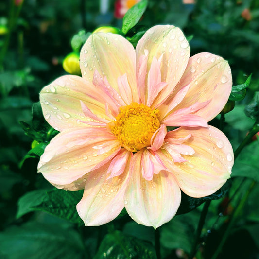 Apple Blossom (1986)