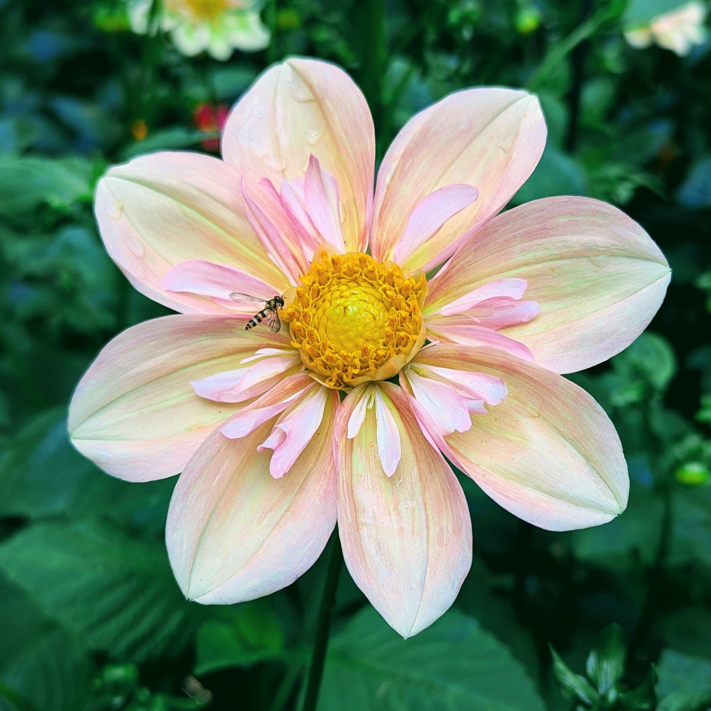 Apple Blossom (1986)