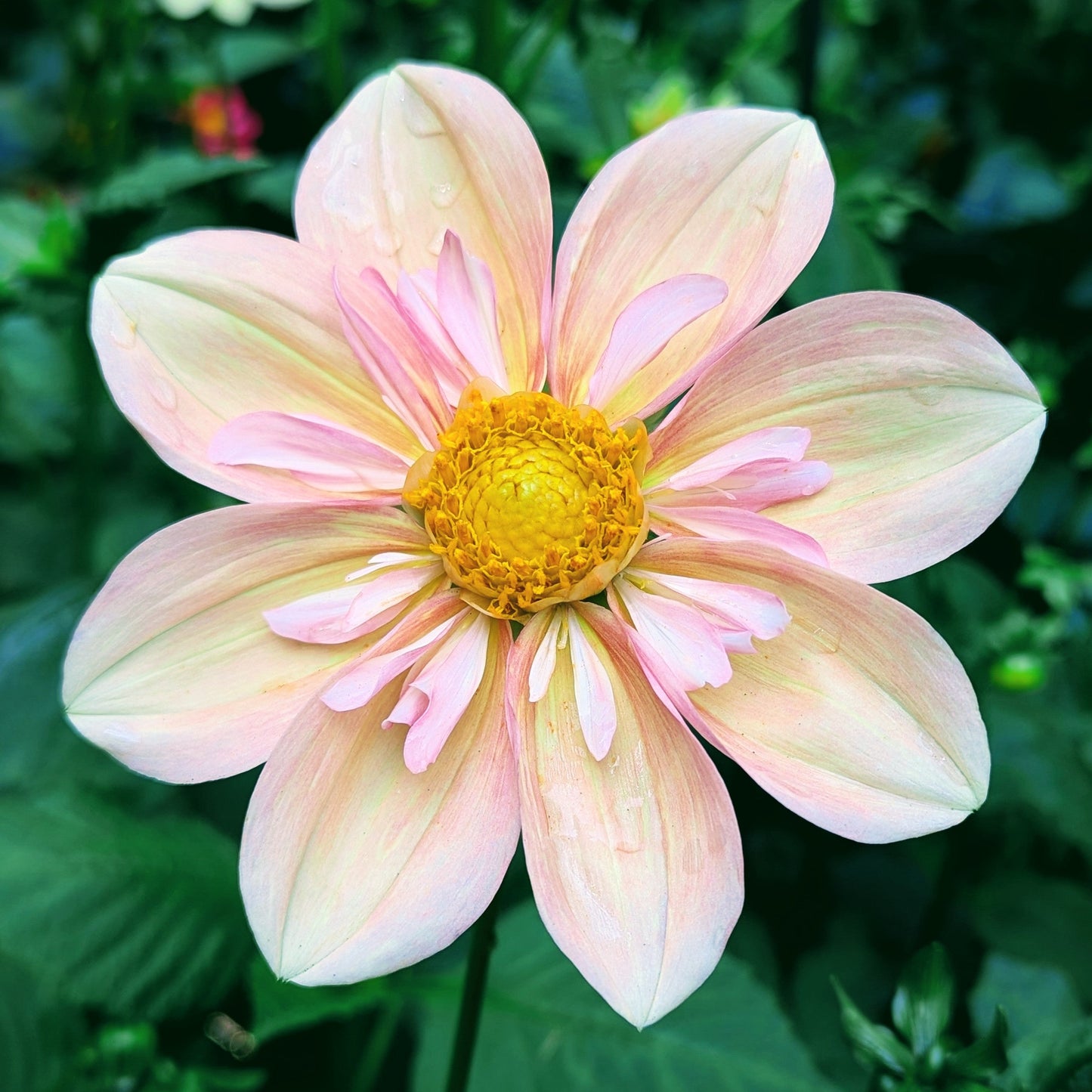 Apple Blossom (1986)