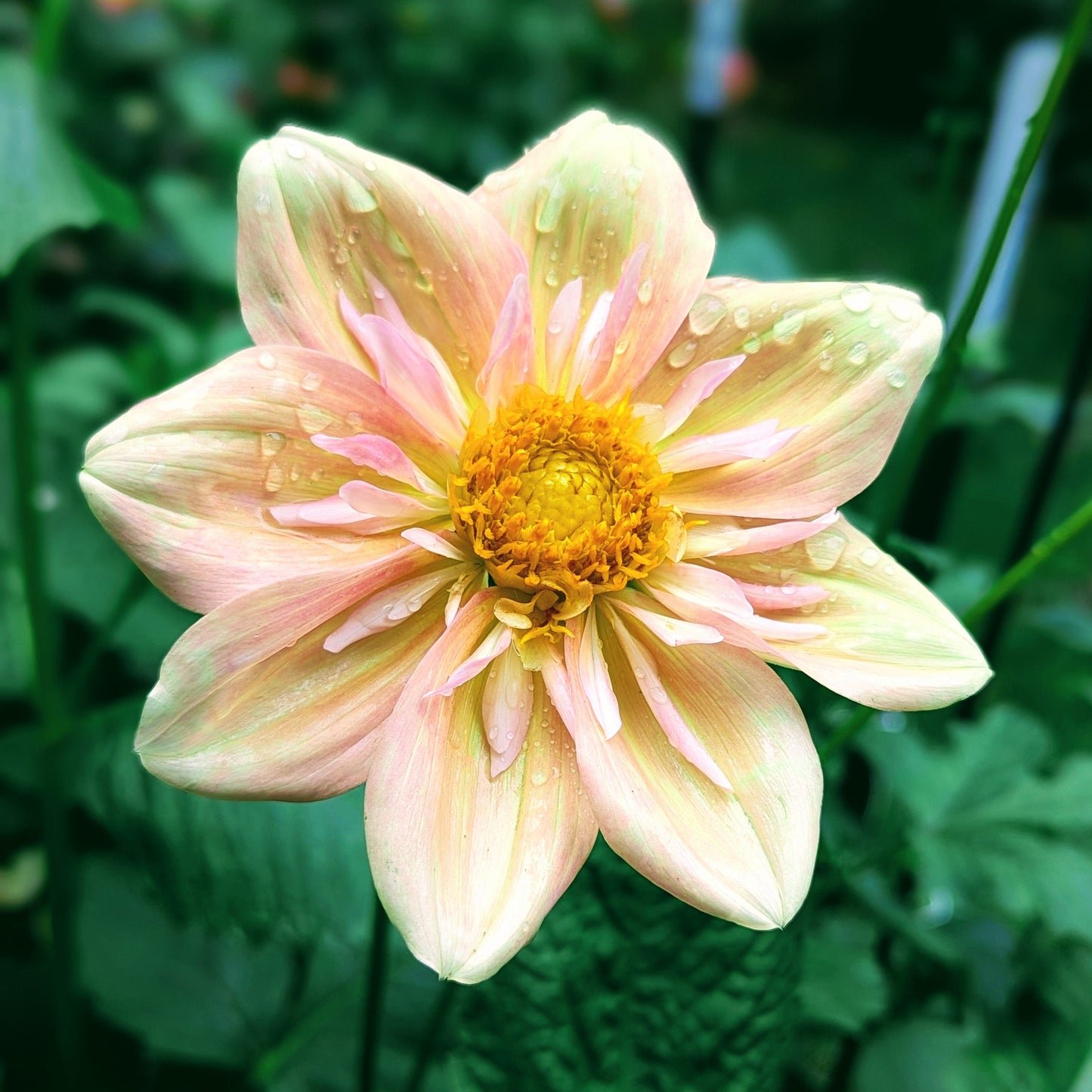 Apple Blossom (1986)