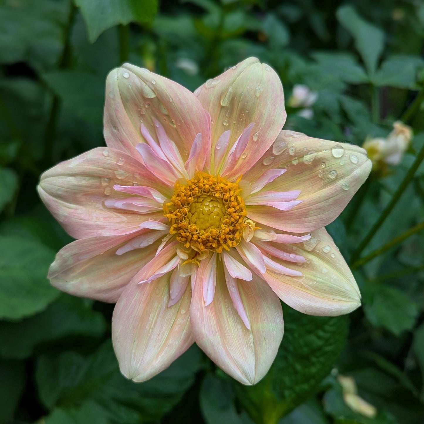 Apple Blossom (1986)