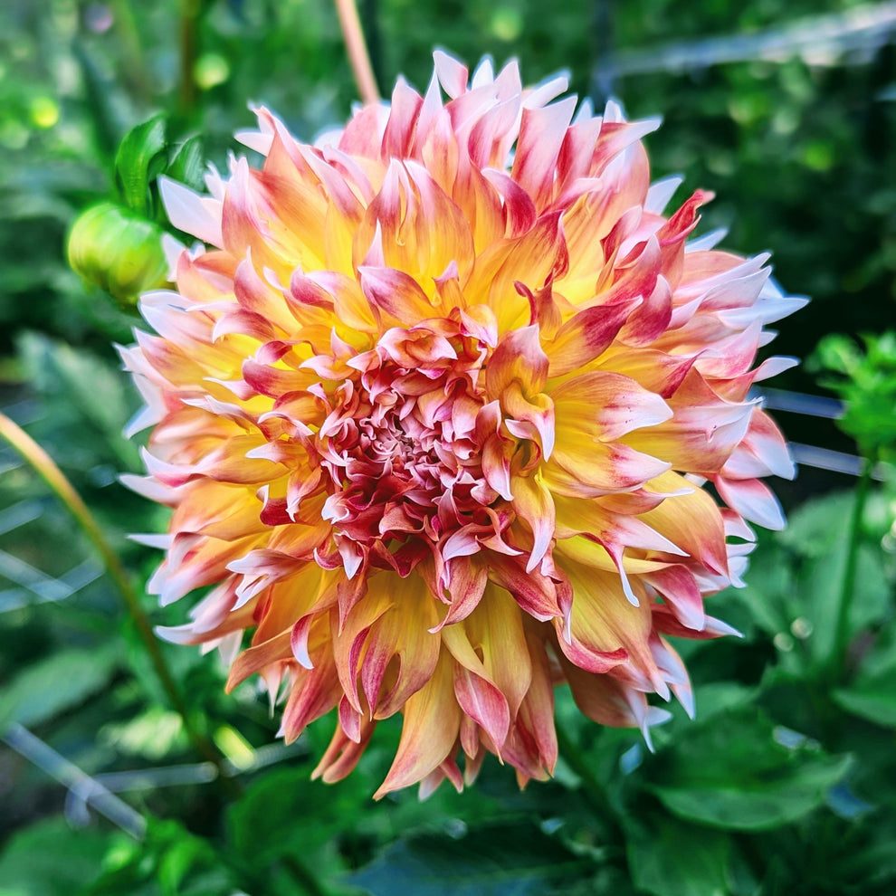 Bloomquist Amazing – Good Life Dahlias